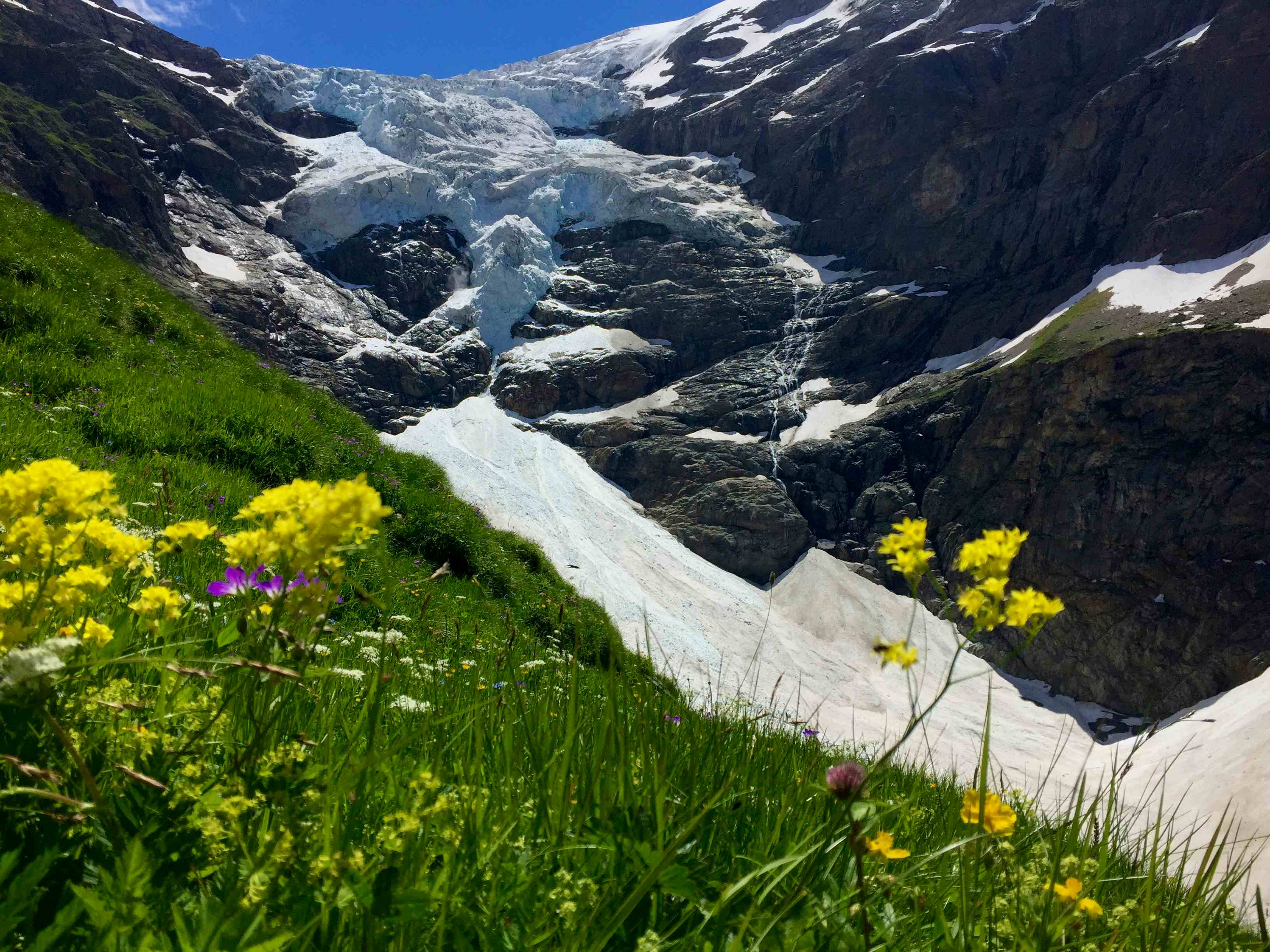 Blühende Alpenwiesen und dahinter der schwindende Obere Grindelwaldgletscher