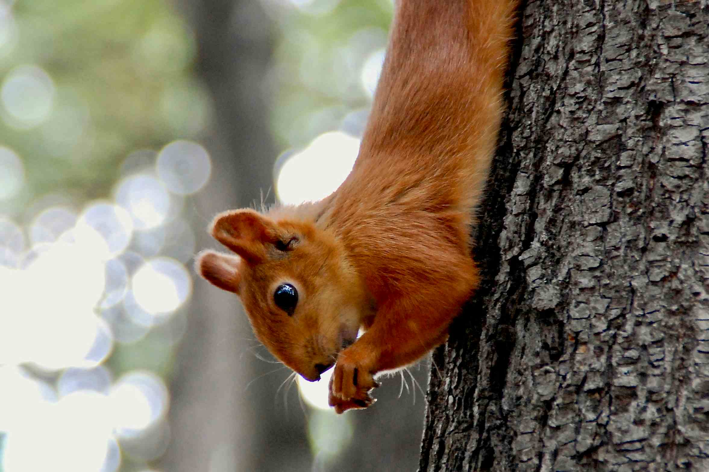 Zahme Eichhörnchen im Gorki Park