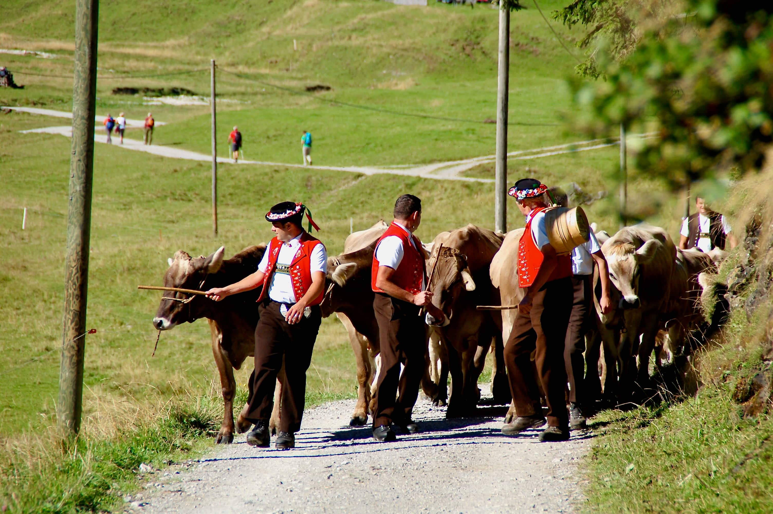 Alpabzug auf der Alp Sämtis