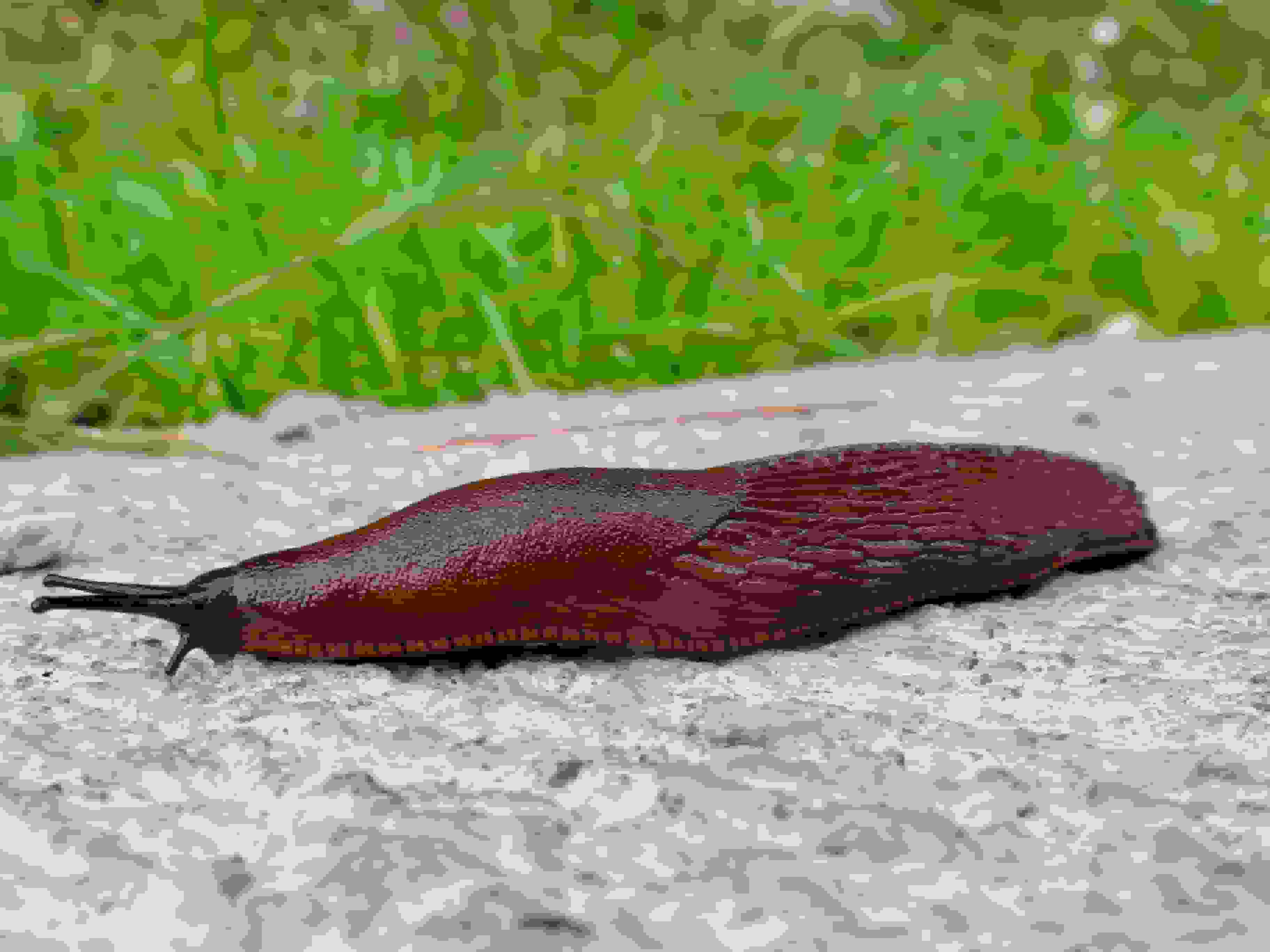 Eine Nacktschnecke am Wegesrand