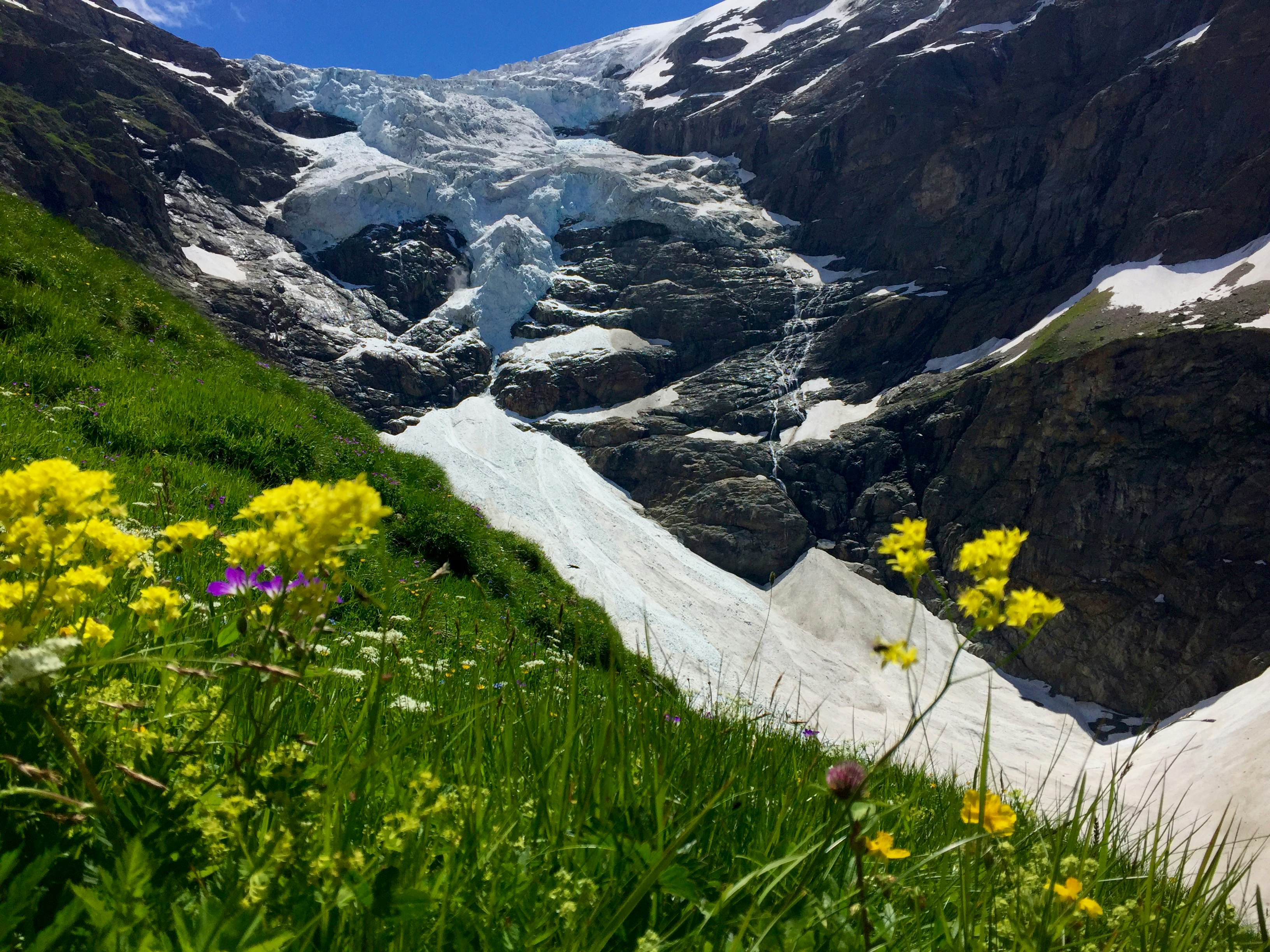 Blühende Alpenwiesen und dahinter der schwindende Obere Grindelwaldgletscher