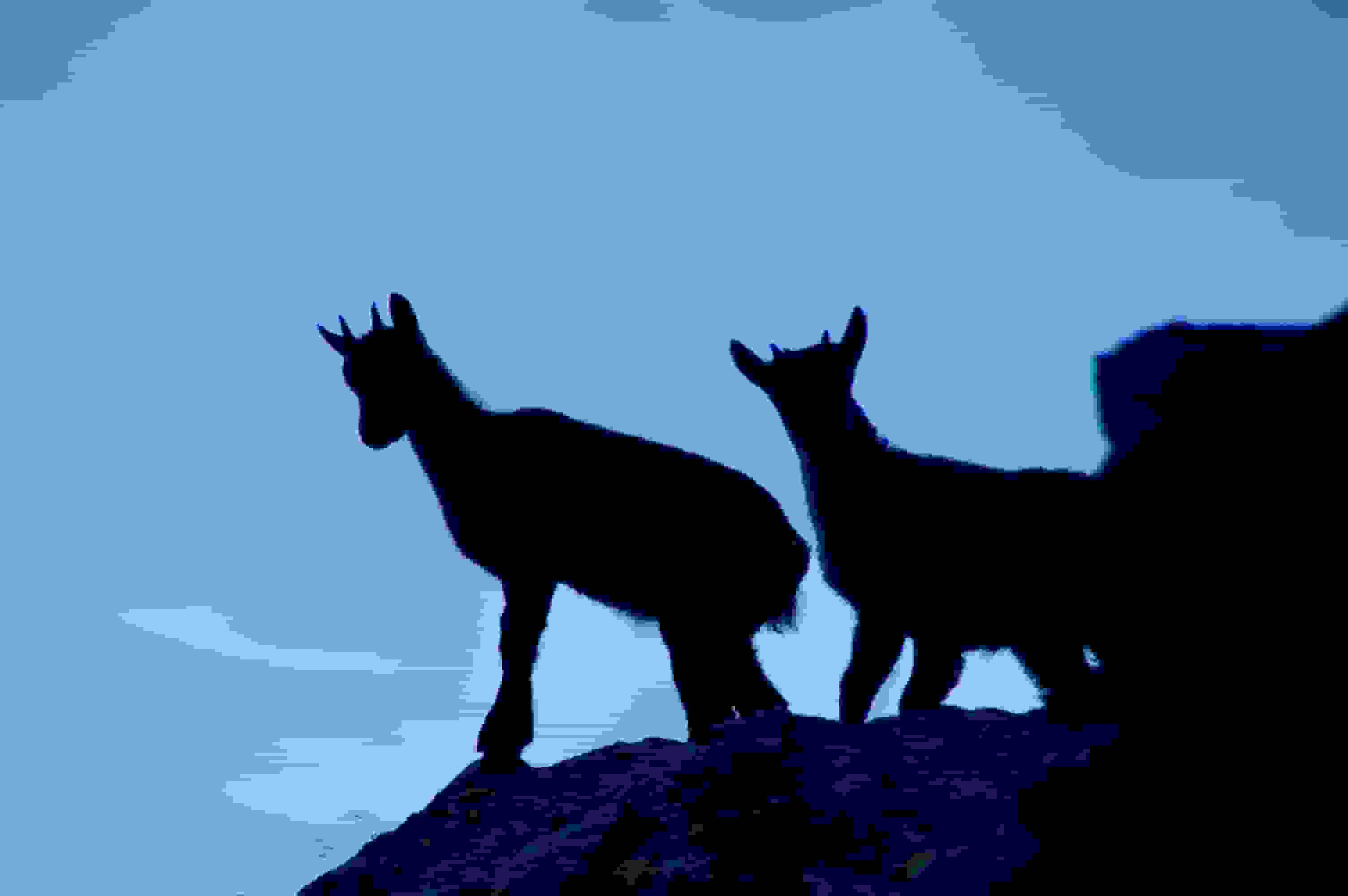 Der Nachwuchs im Gegenlicht