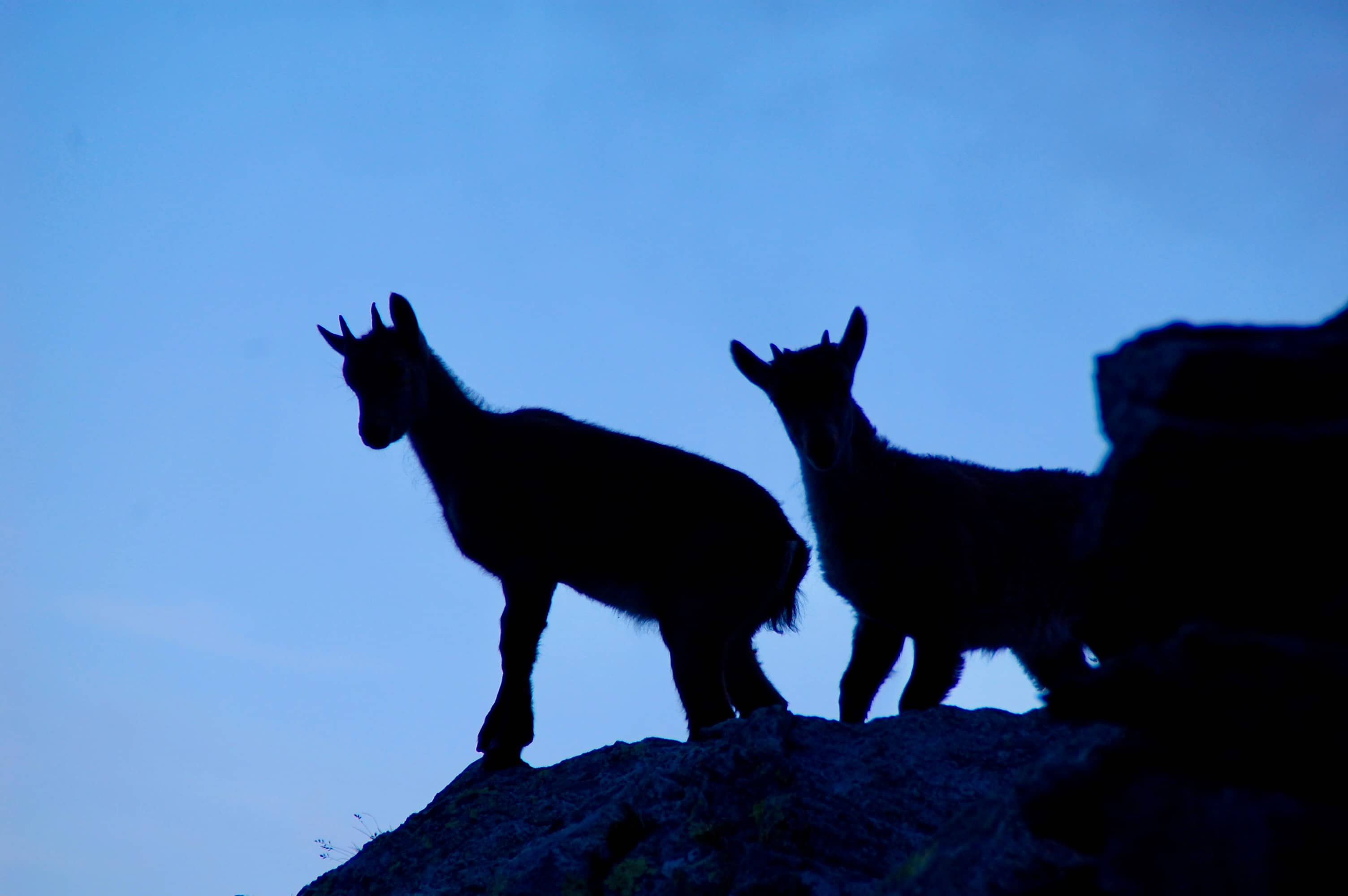Der Nachwuchs im Gegenlicht