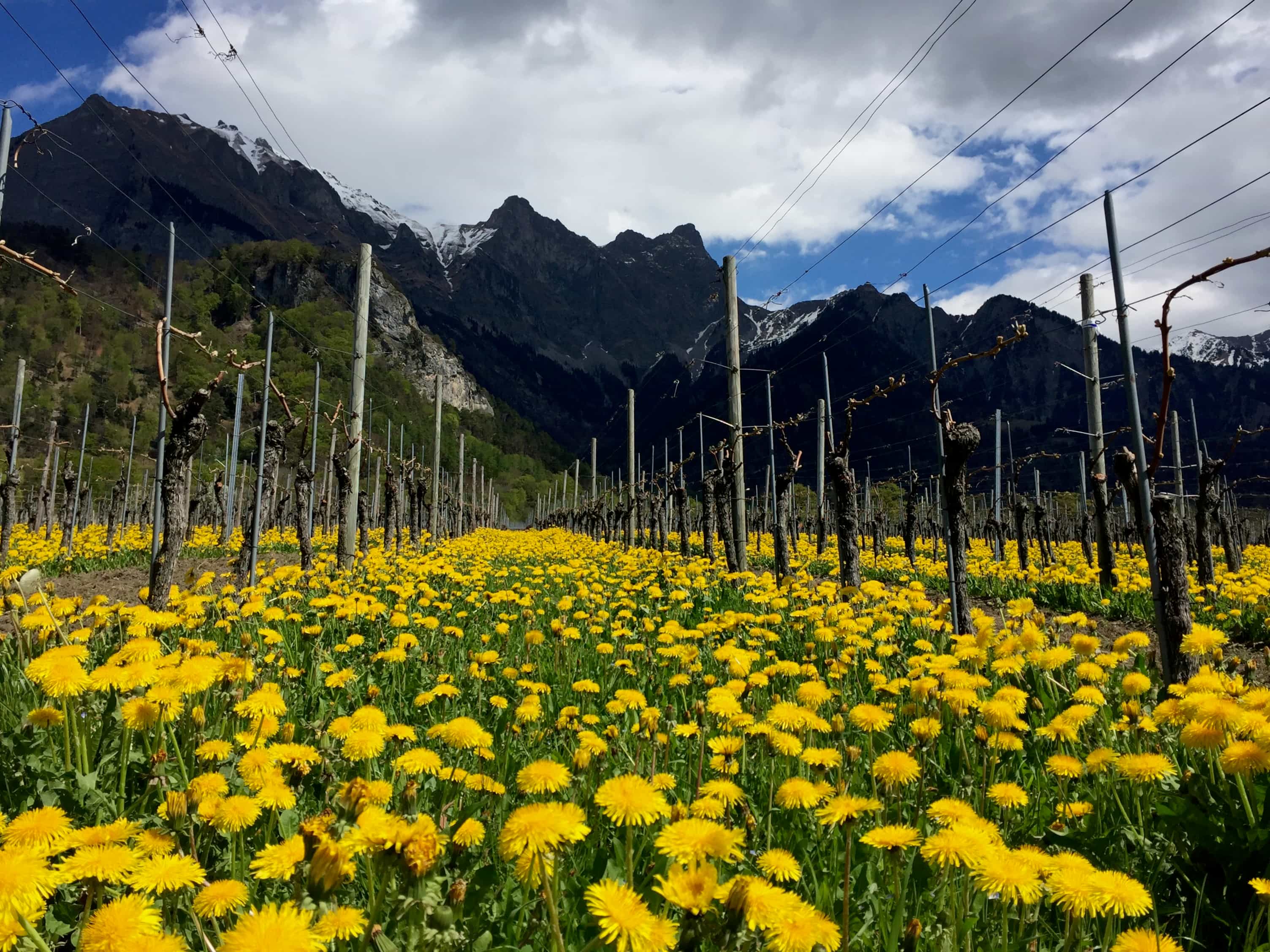 Titelbild Fläscher Berg mit Leiterliweg