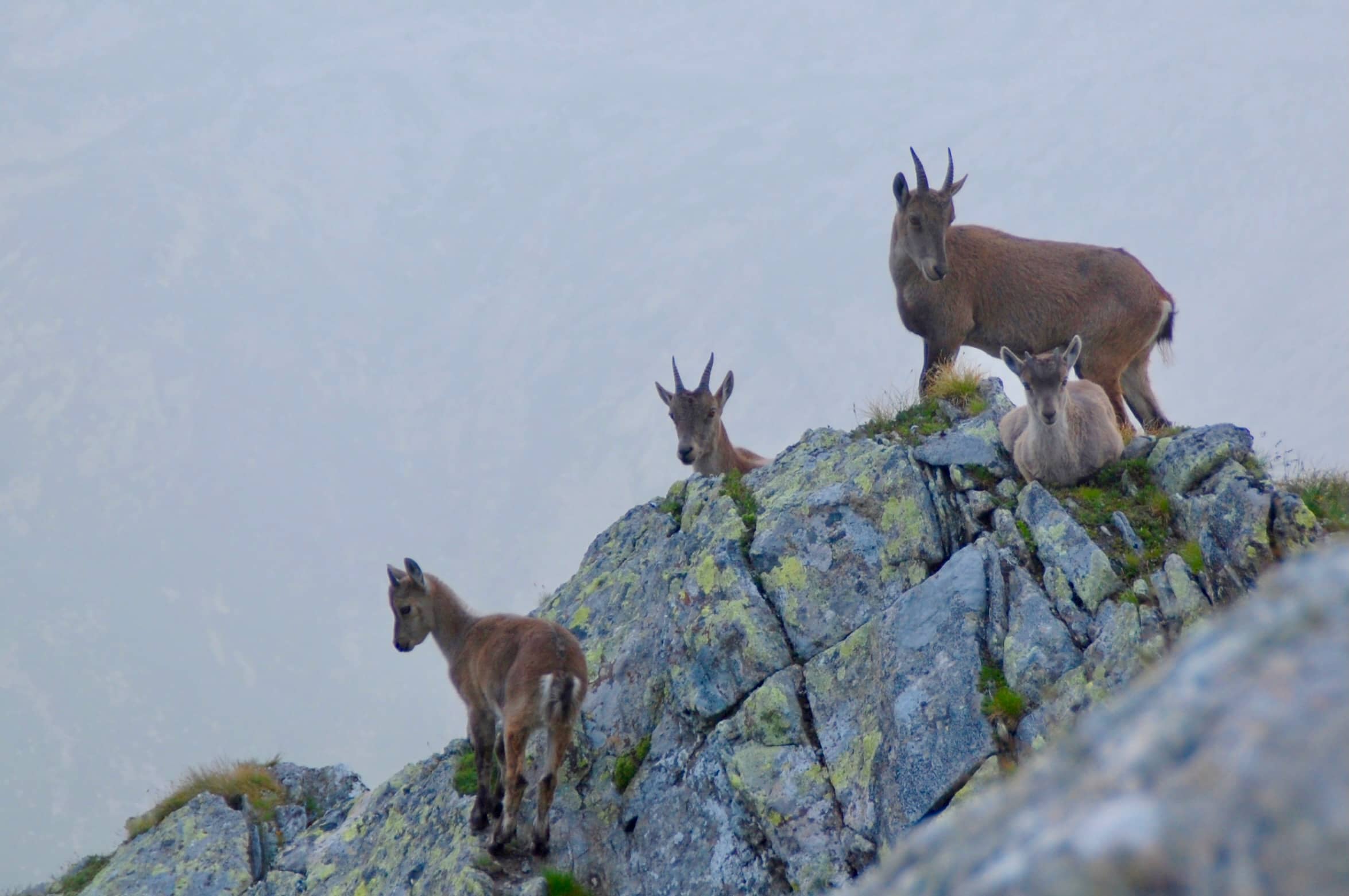 Steingeissen mit ihren Jungen leisten mir Gesellschaft