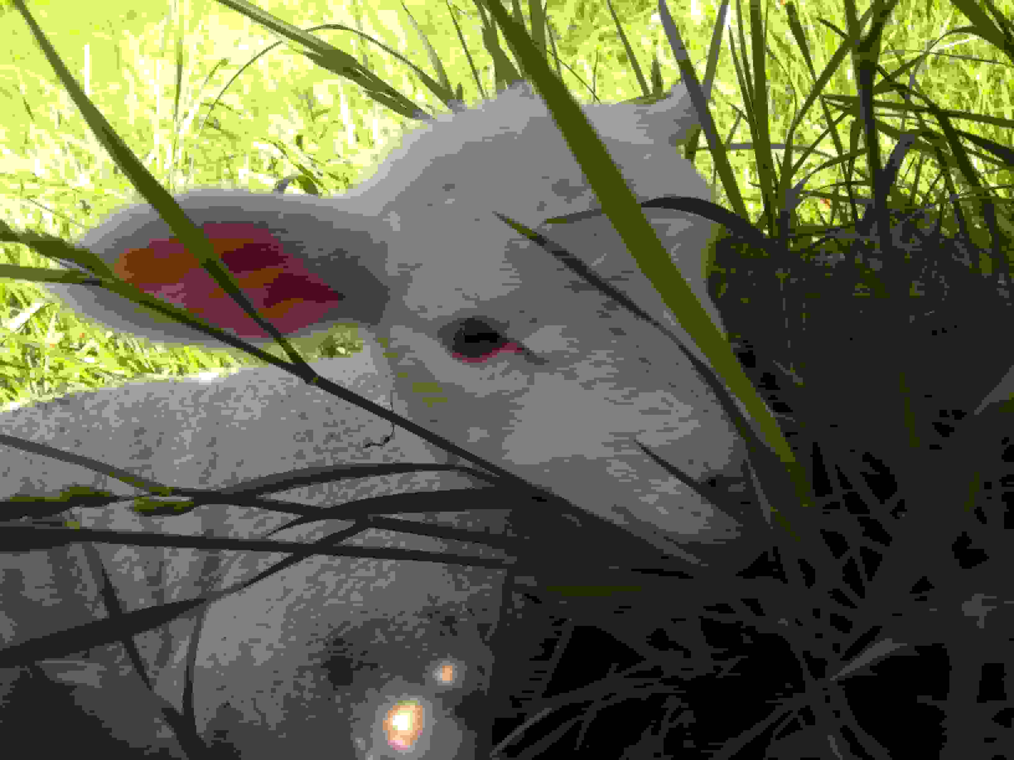 Junges Lamm, noch etwas unsicher auf den Beinen