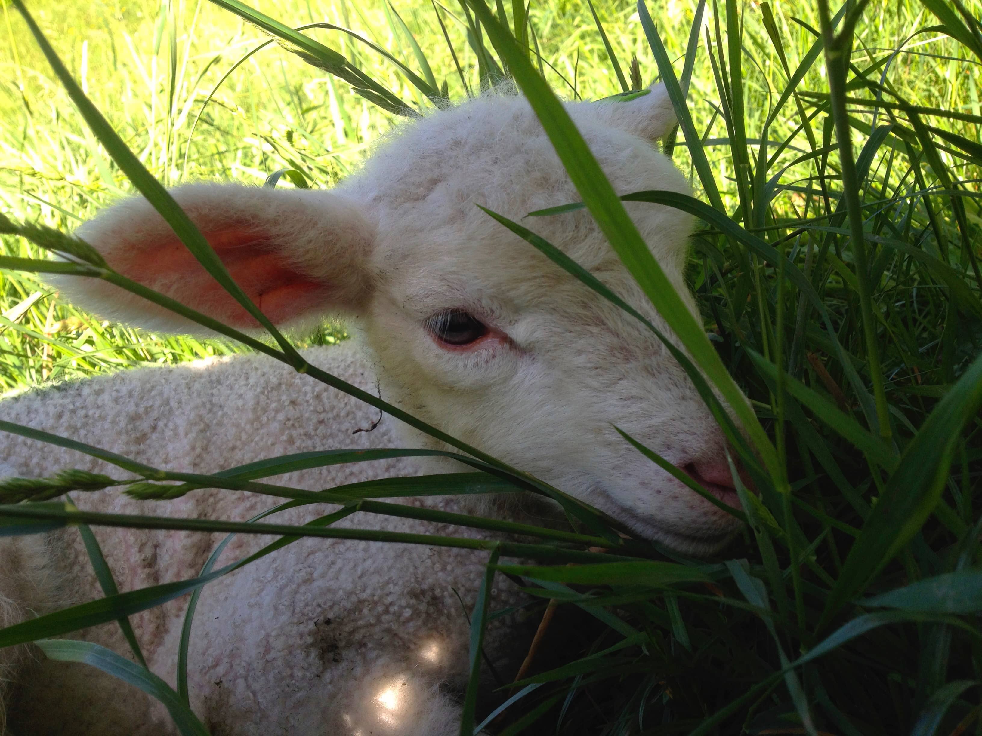 Junges Lamm, noch etwas unsicher auf den Beinen