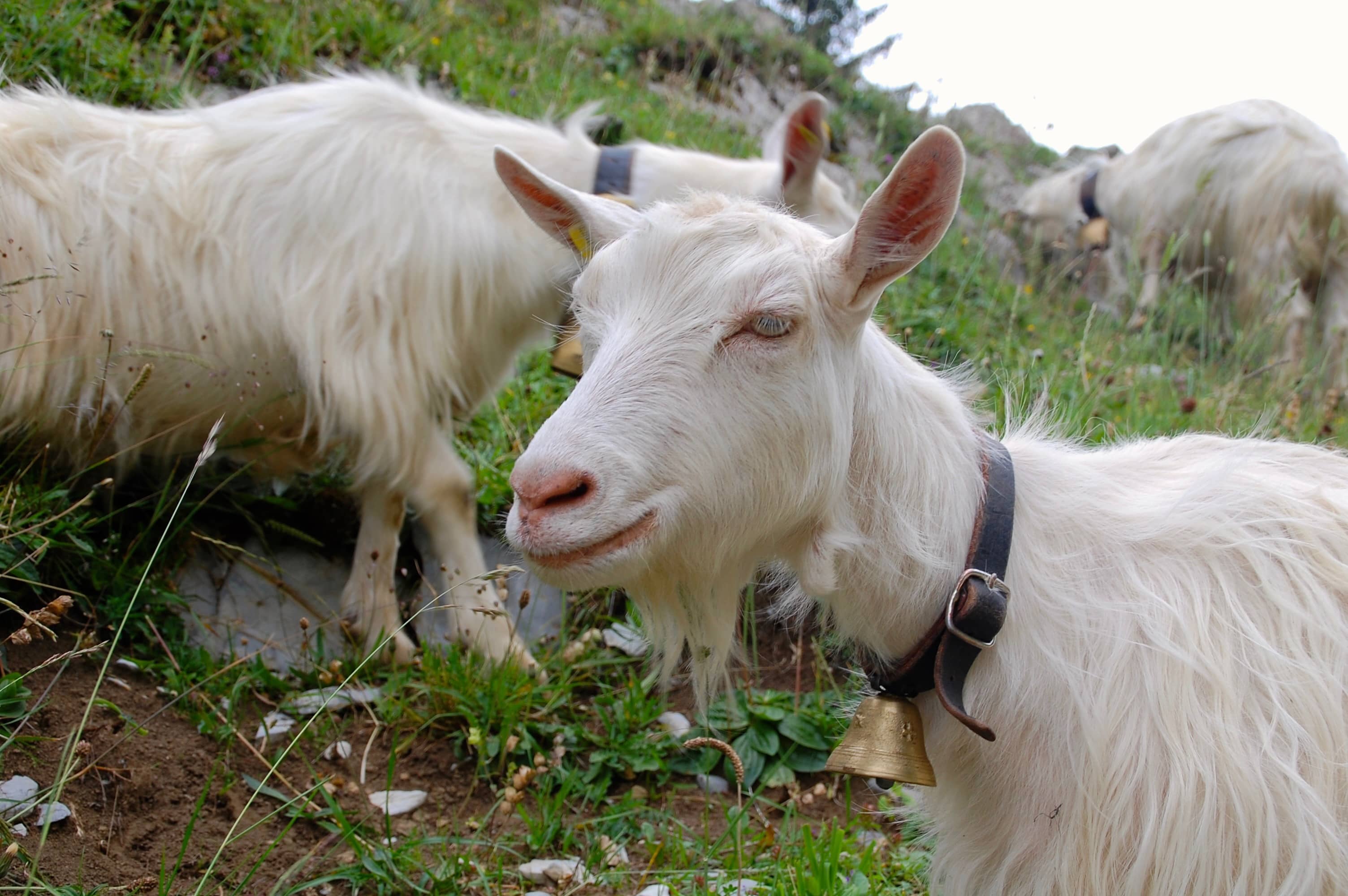 Betretenes Schweigen und Nachdenken bei den Geissen auf der Alp Hütten