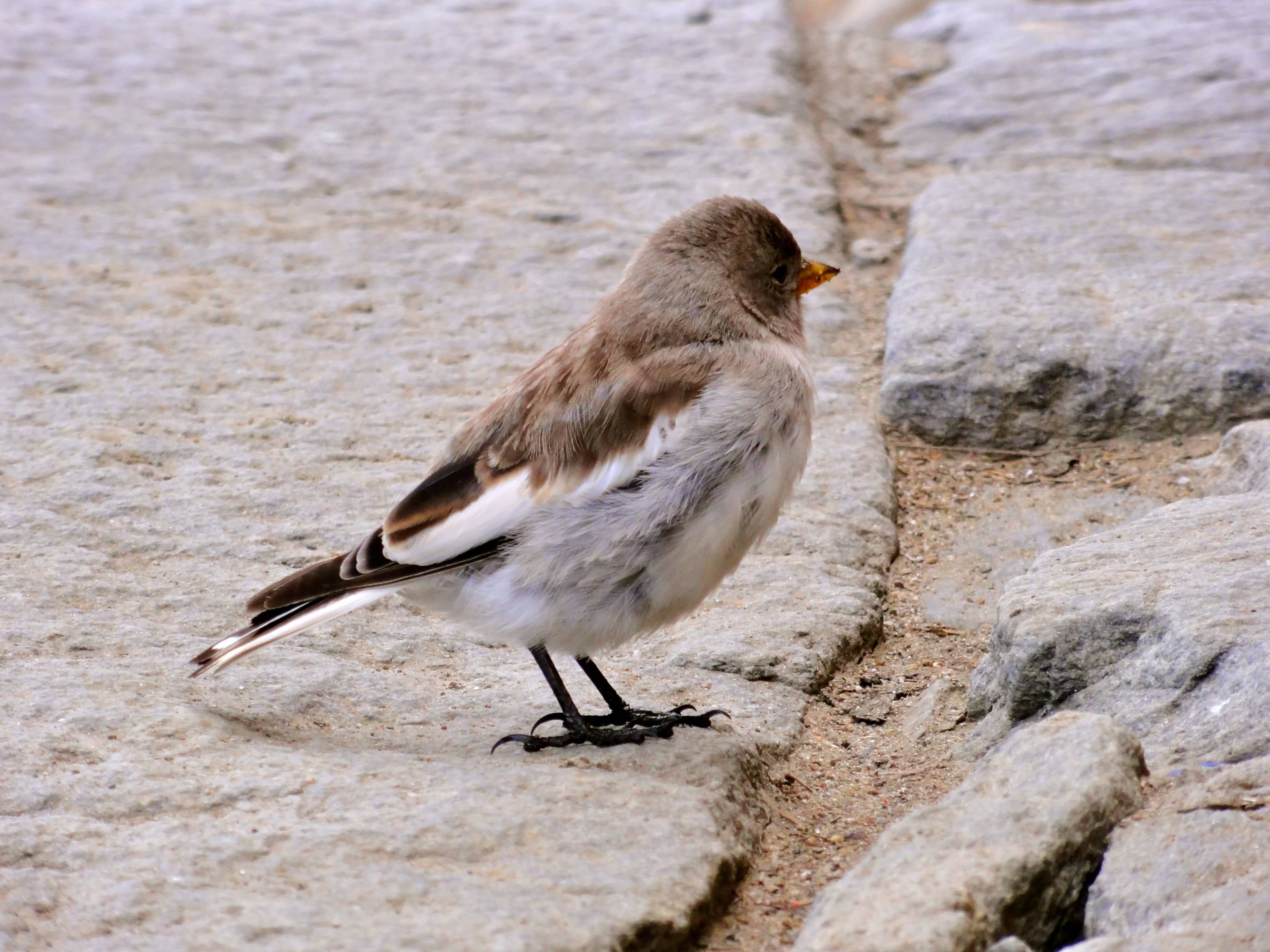 Ein Bergfink auf der Terrasse der Capanna Gnifetti