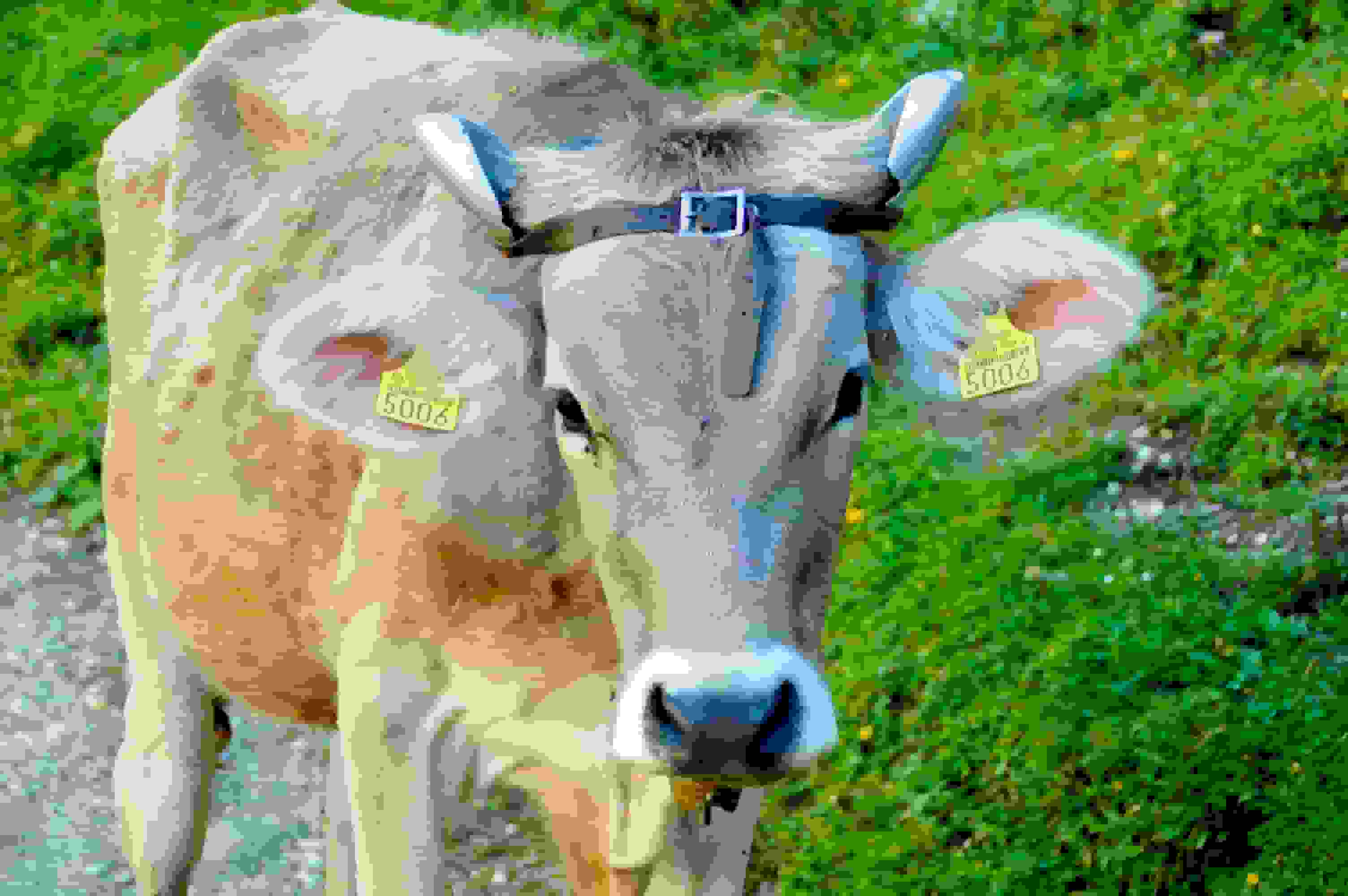 Rind mit Hornführer