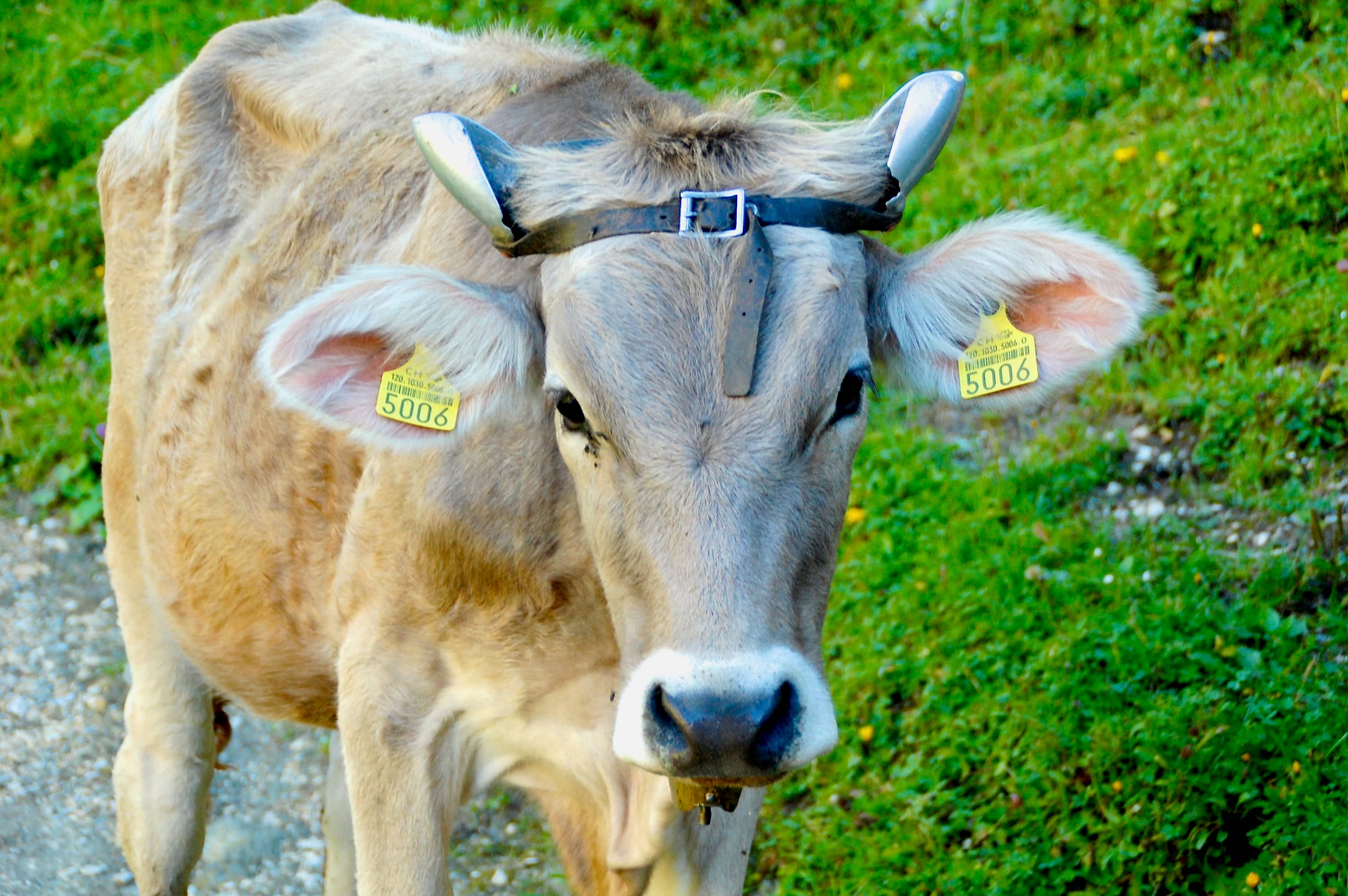 Rind mit Hornführer