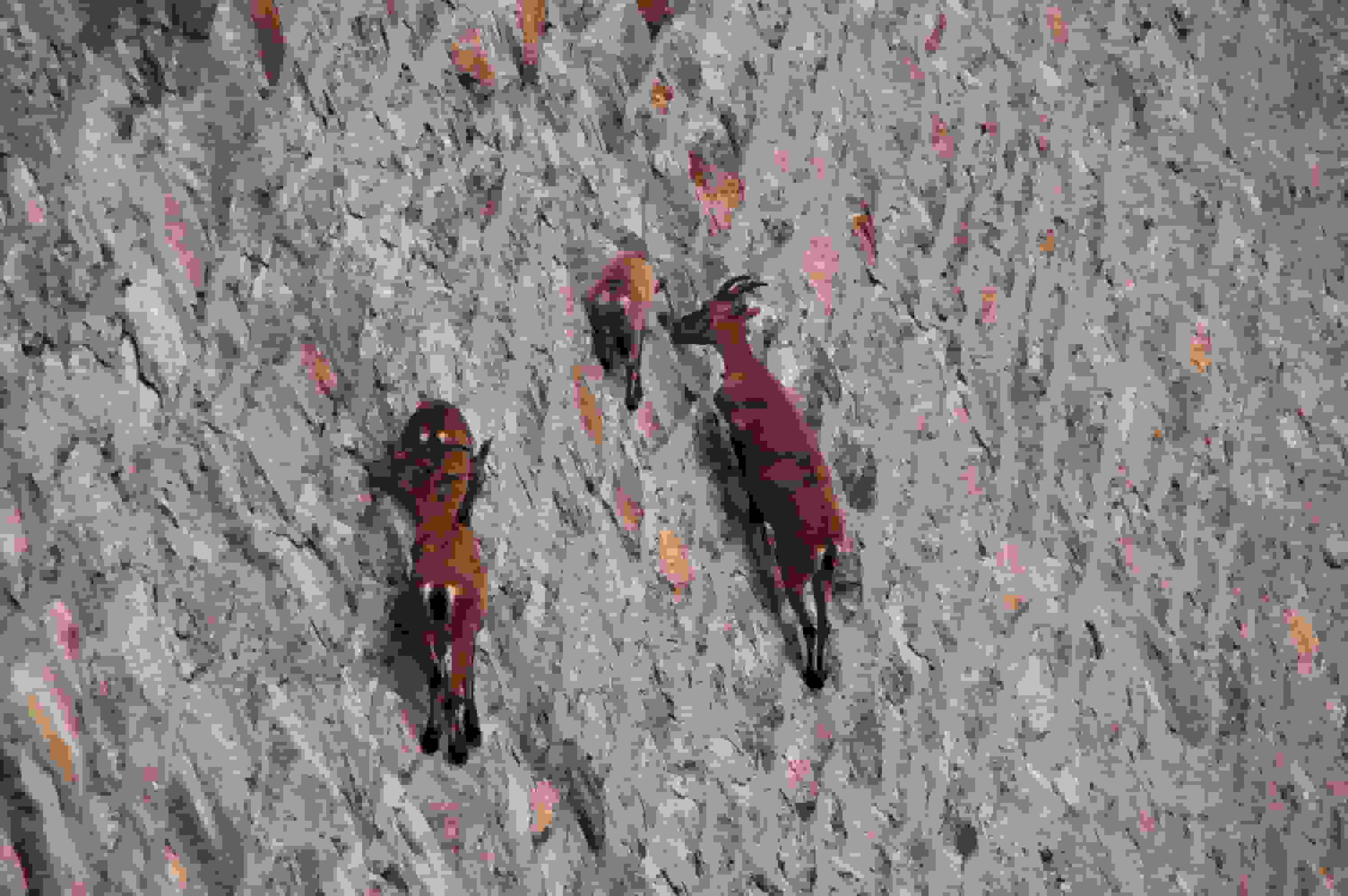 Steinböcke an der Staumauerwand am Lago di Cingino