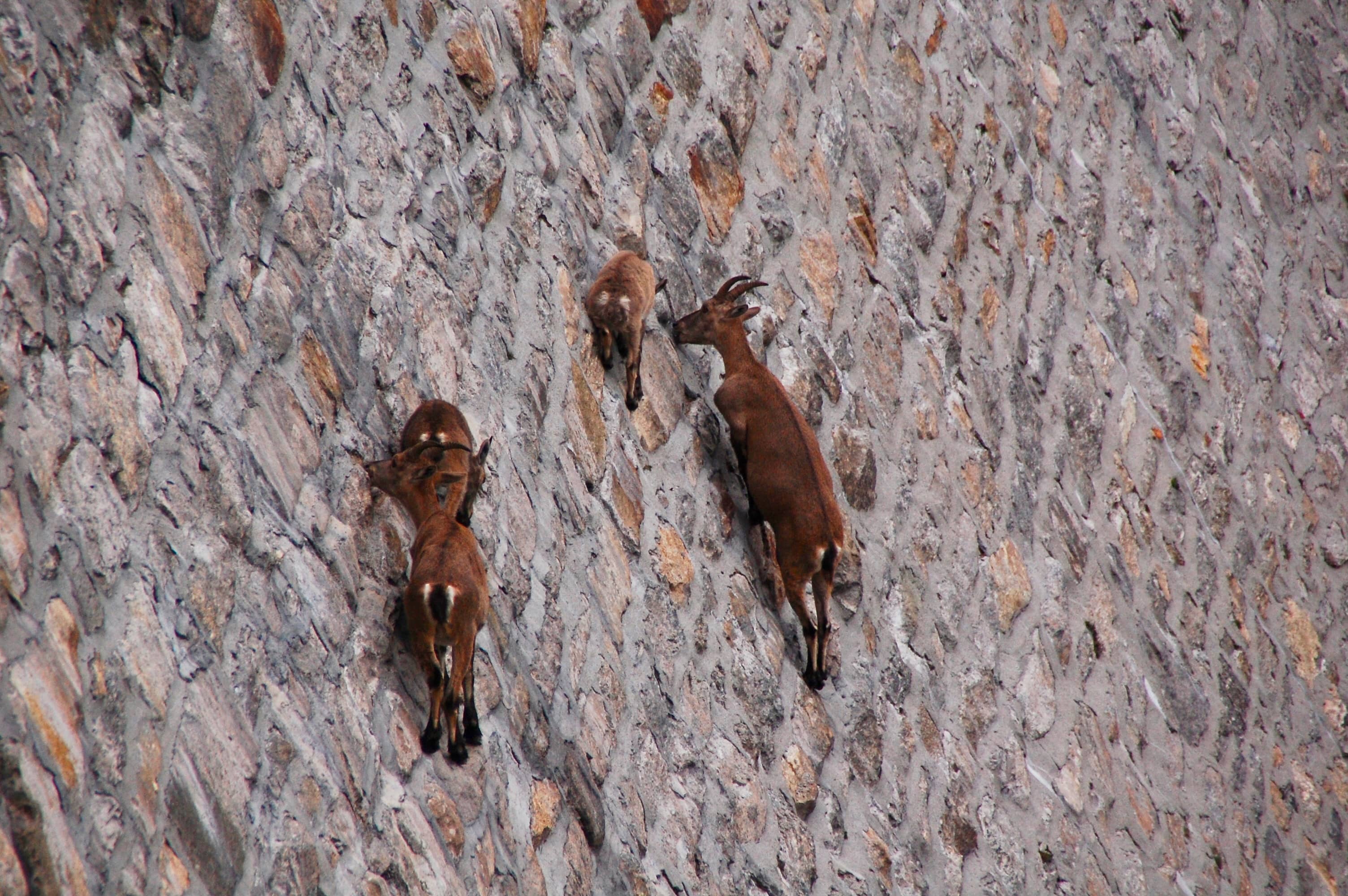Steinböcke an der Staumauerwand am Lago di Cingino