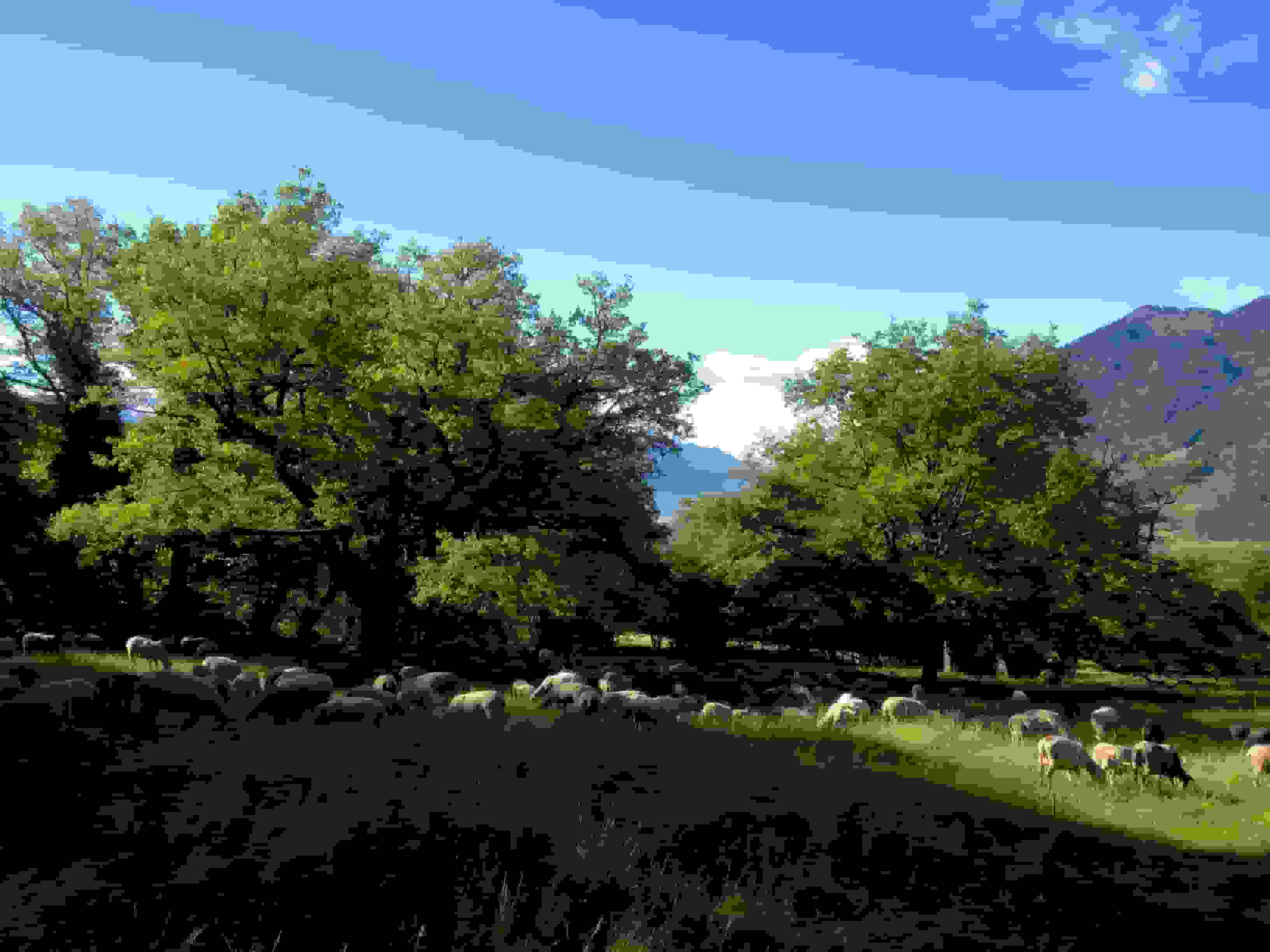 Weidende Schafherde oberhalb Maienfeld