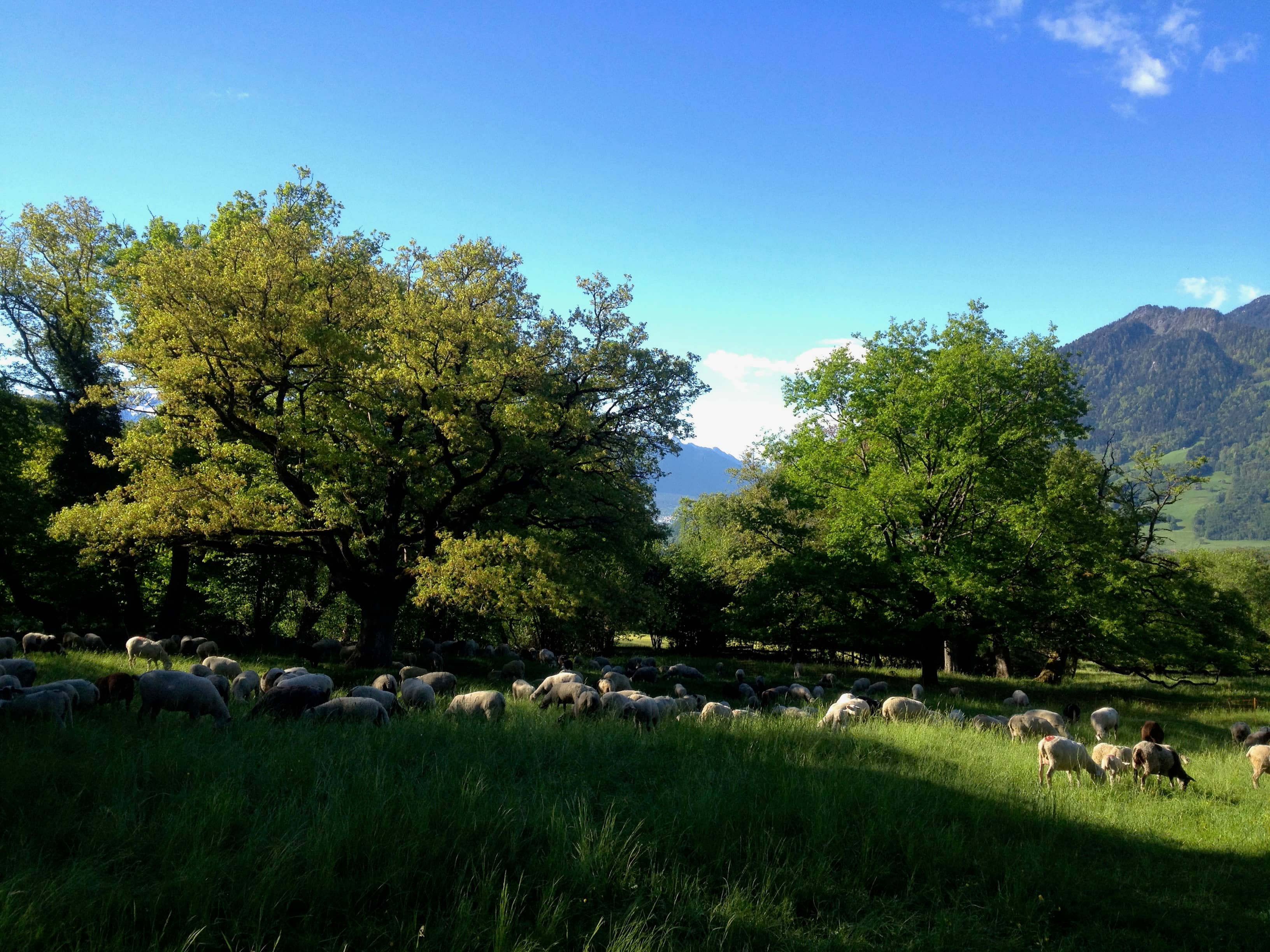 Weidende Schafherde oberhalb Maienfeld