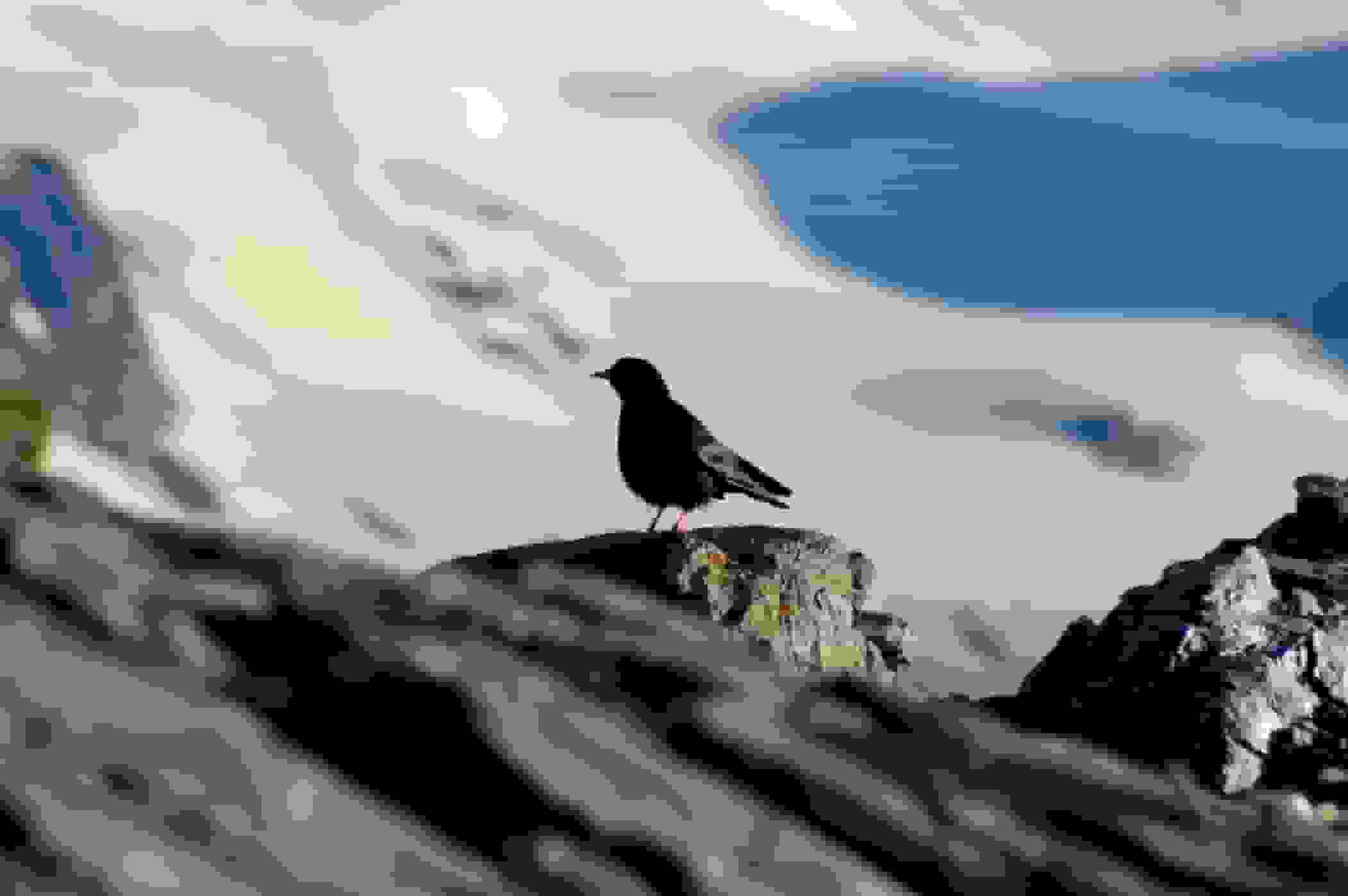 Besuch beim Biwak – eine Alpendohle