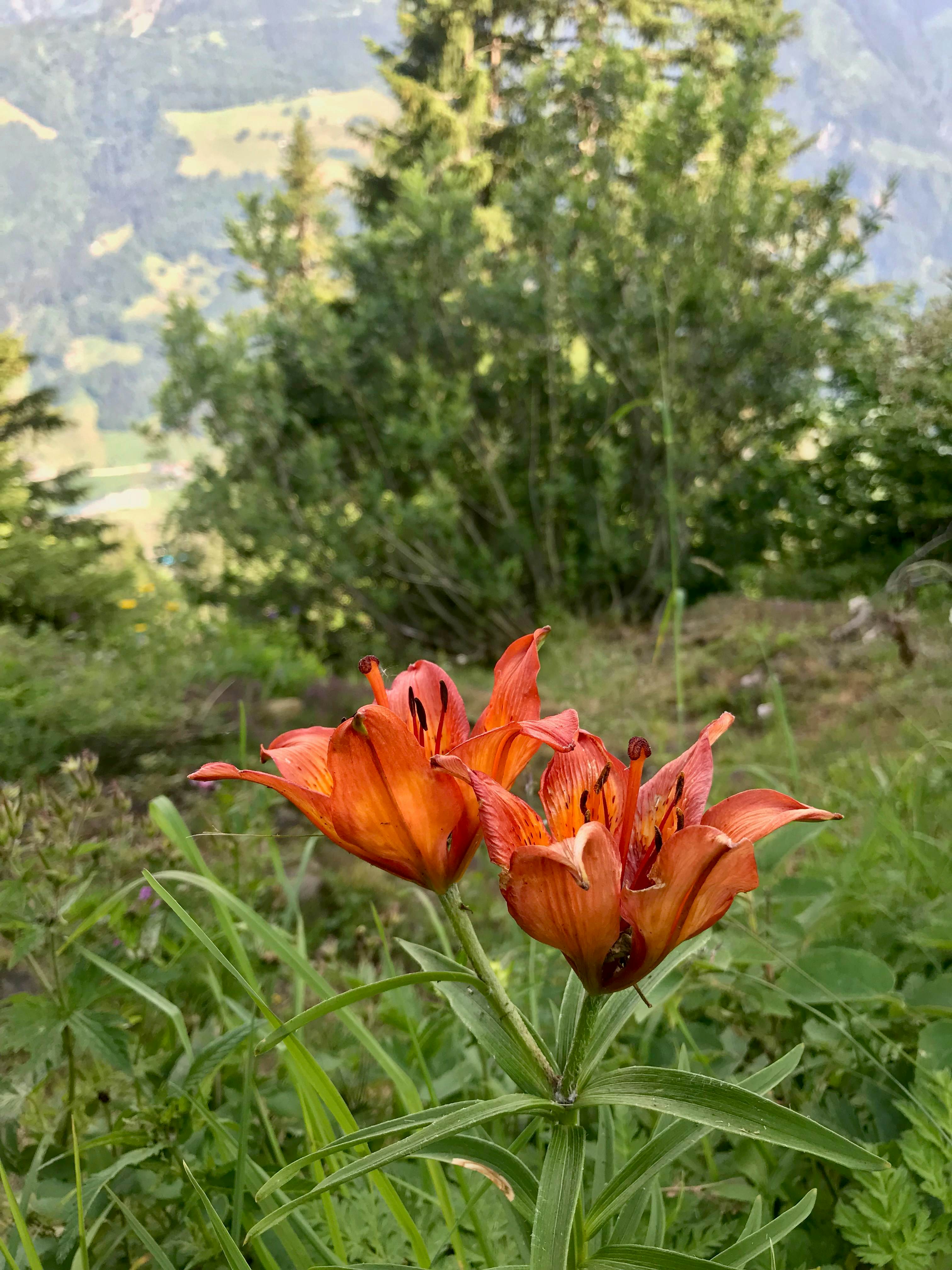 Feuerlilie beim Aufstieg zur Guppenalp