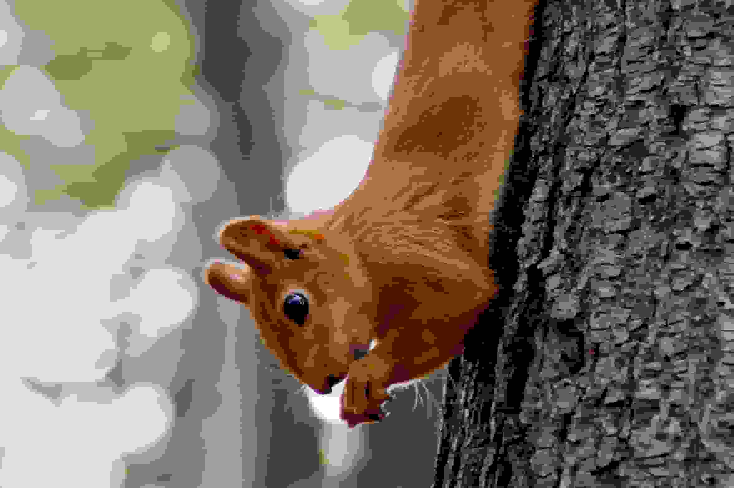 Zahme Eichhörnchen im Gorki Park