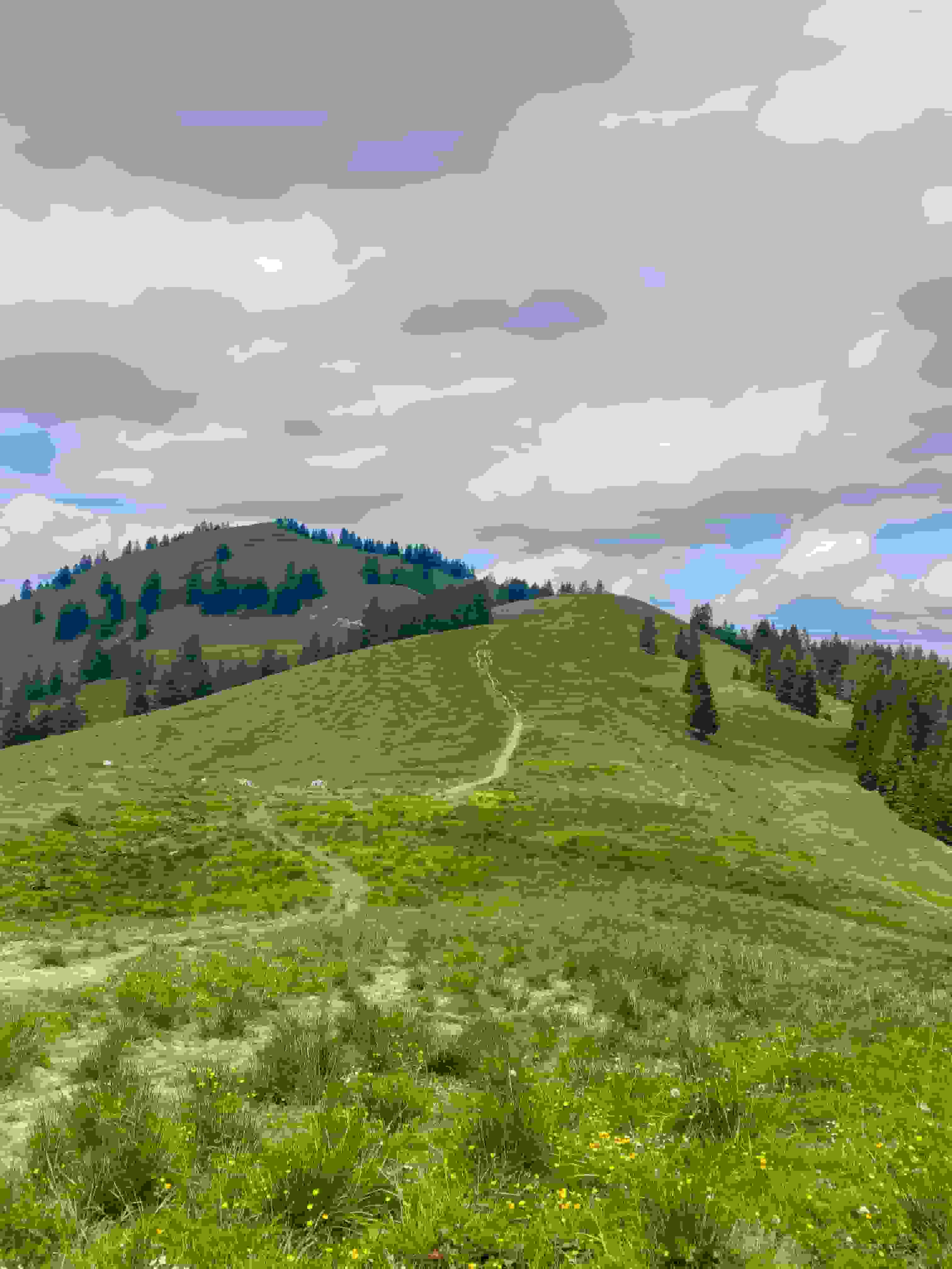 Weiter zum Brüschstockbügel