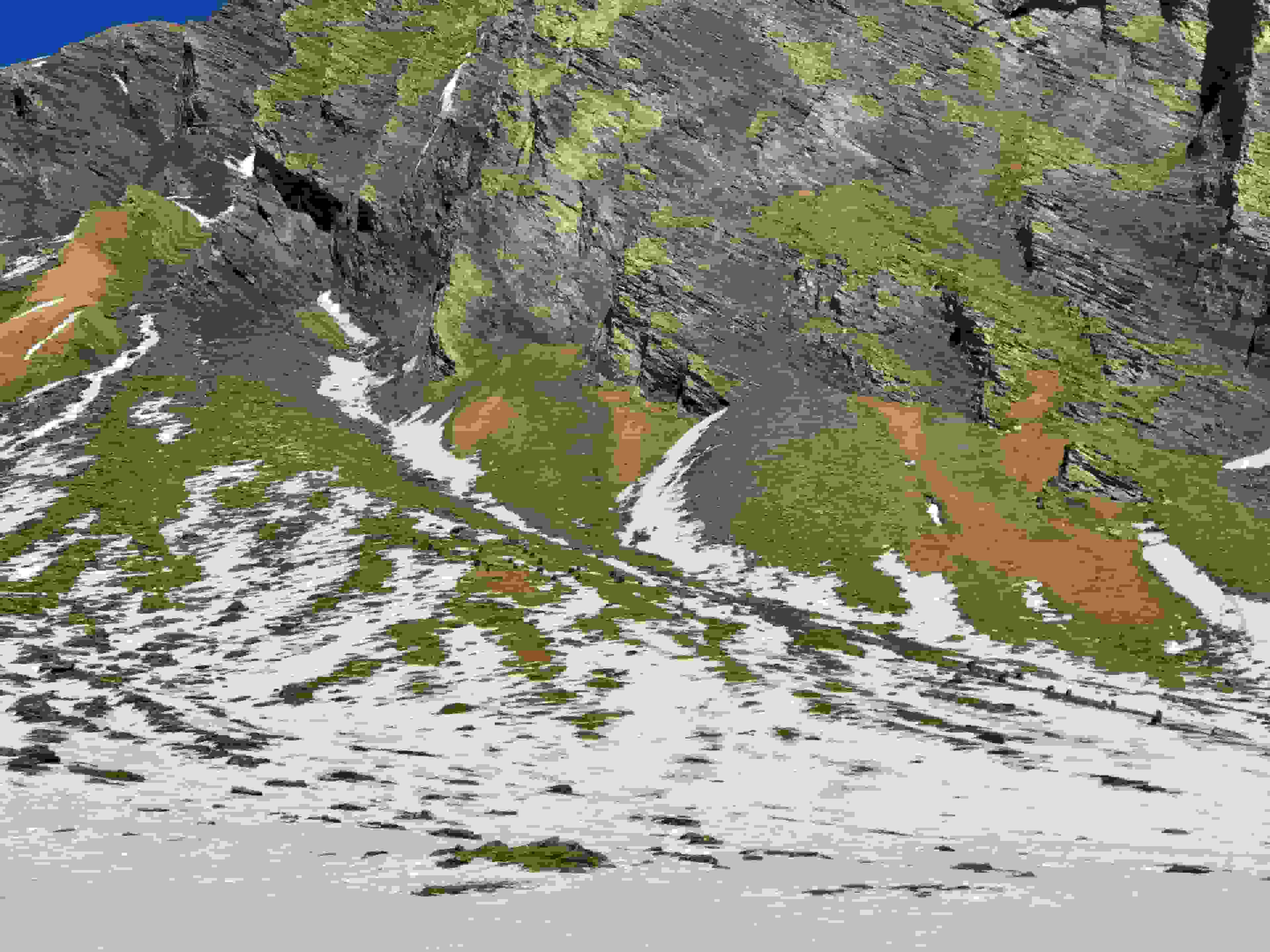 Gämsen unterhalb des Gemschbergs