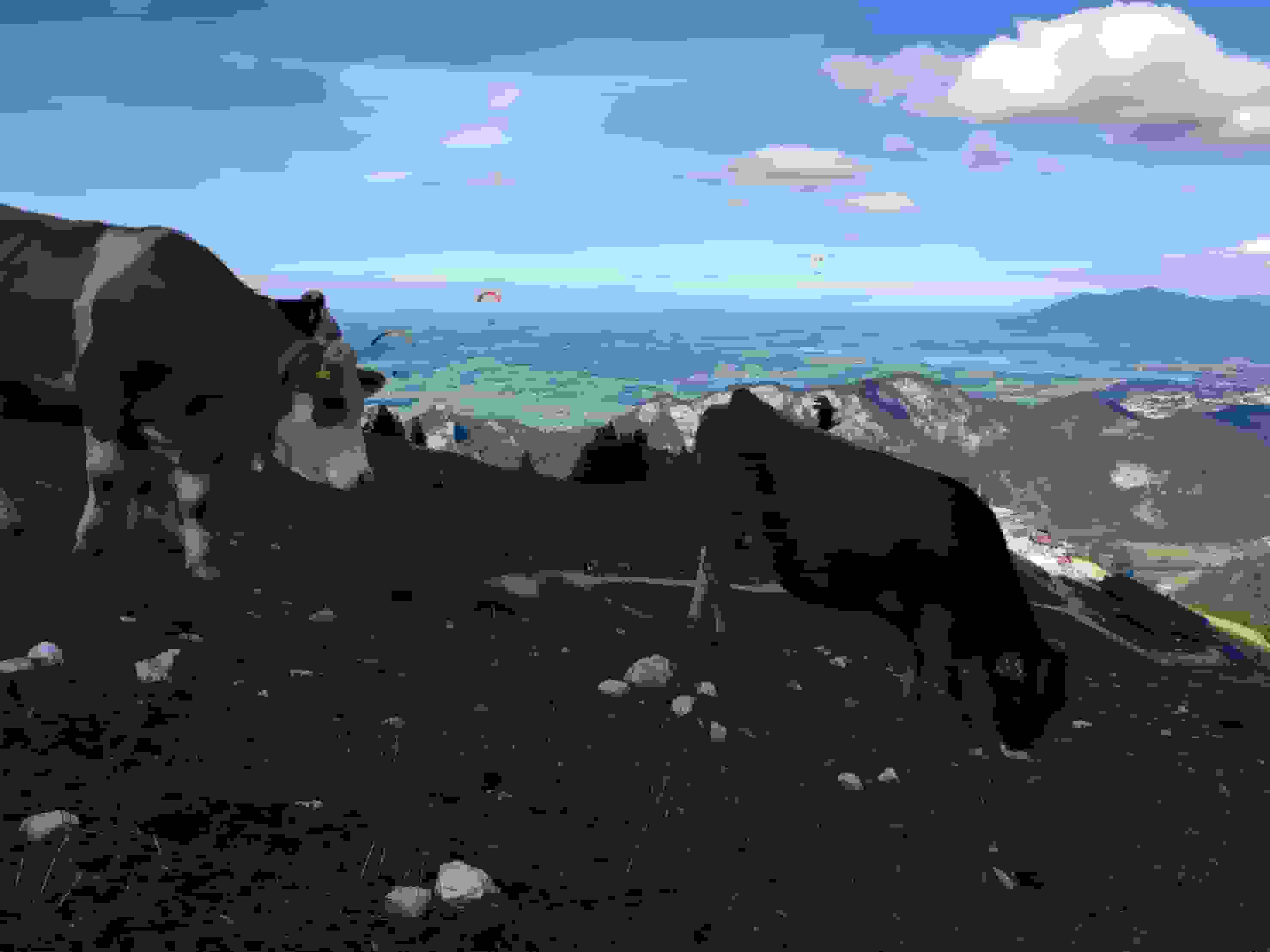 Zufriedenes Vieh auf dem Breitenberg