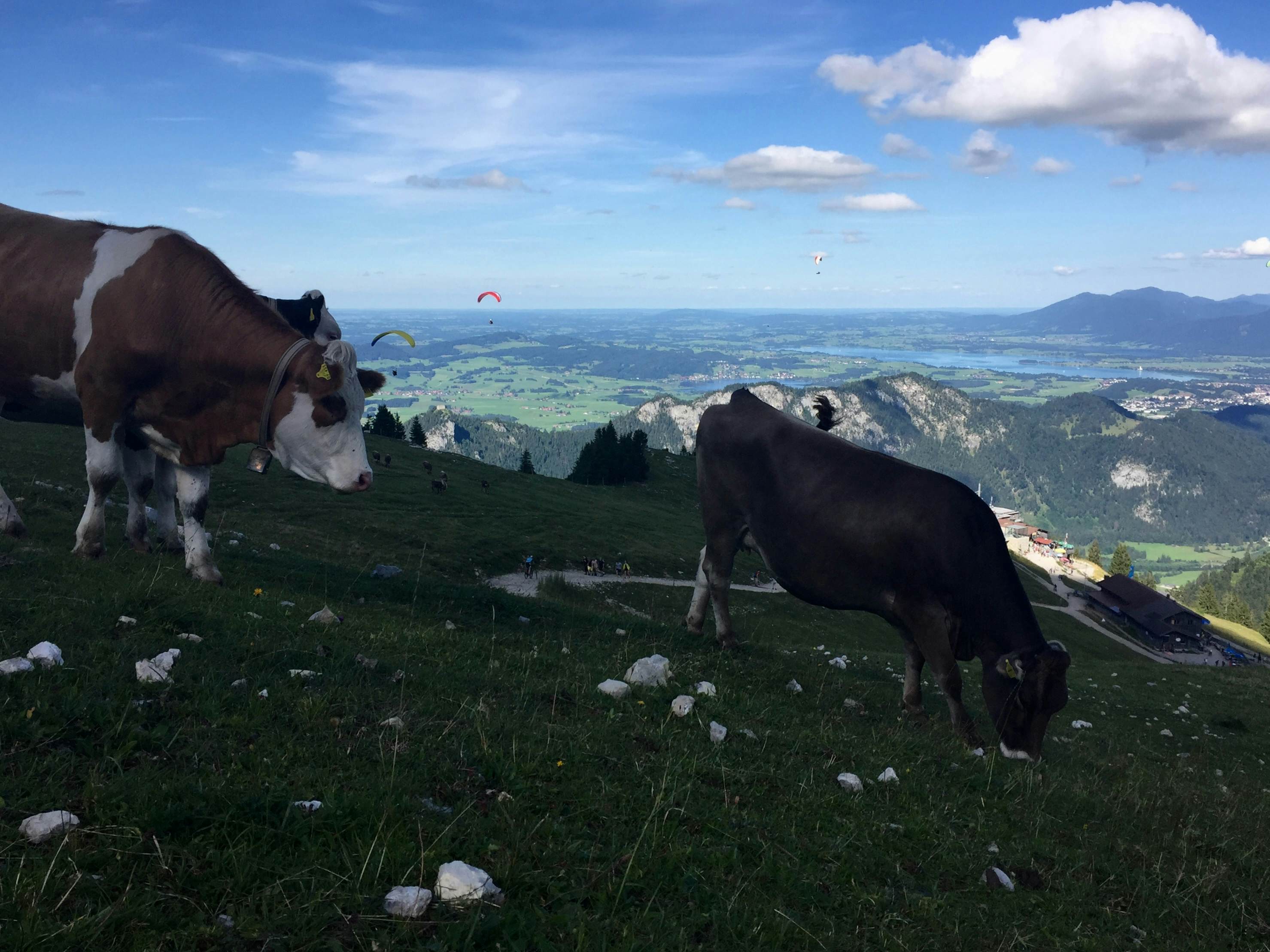 Zufriedenes Vieh auf dem Breitenberg