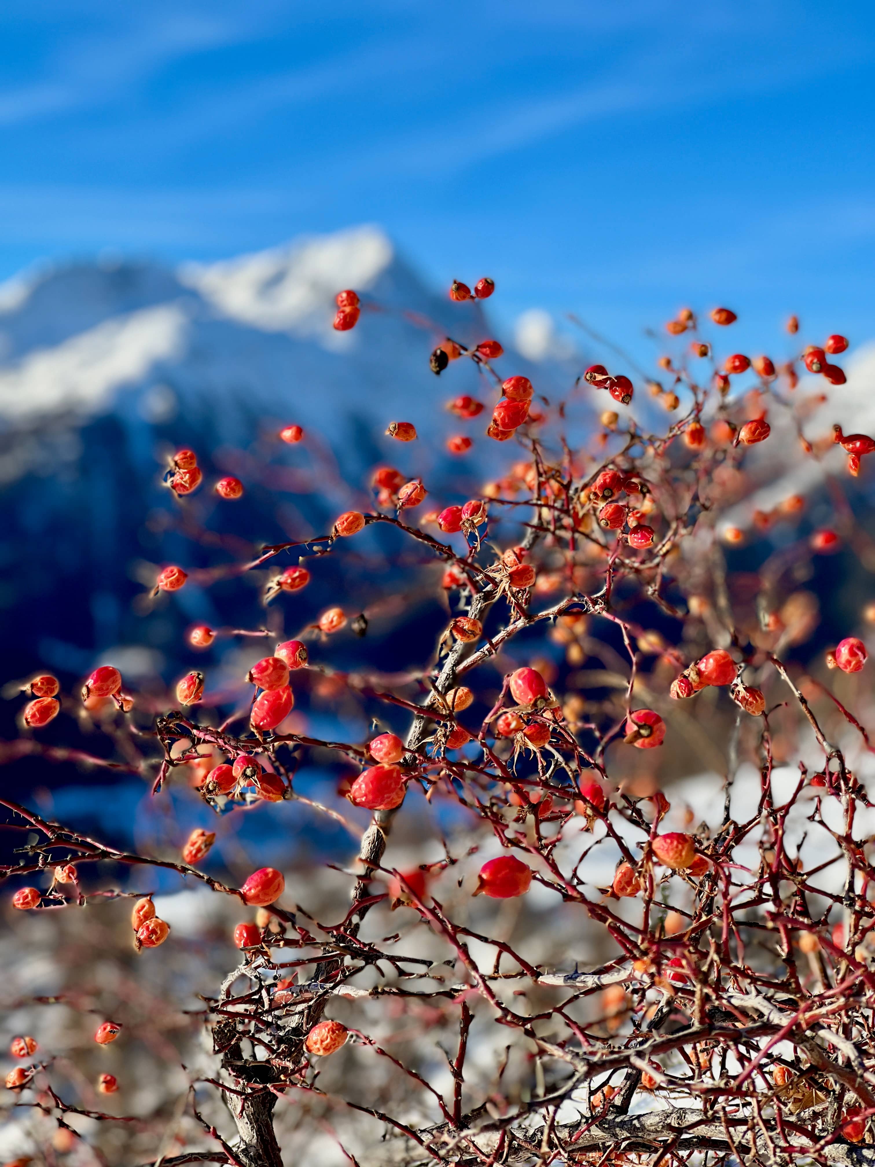 Hagebutten am Wegesrand