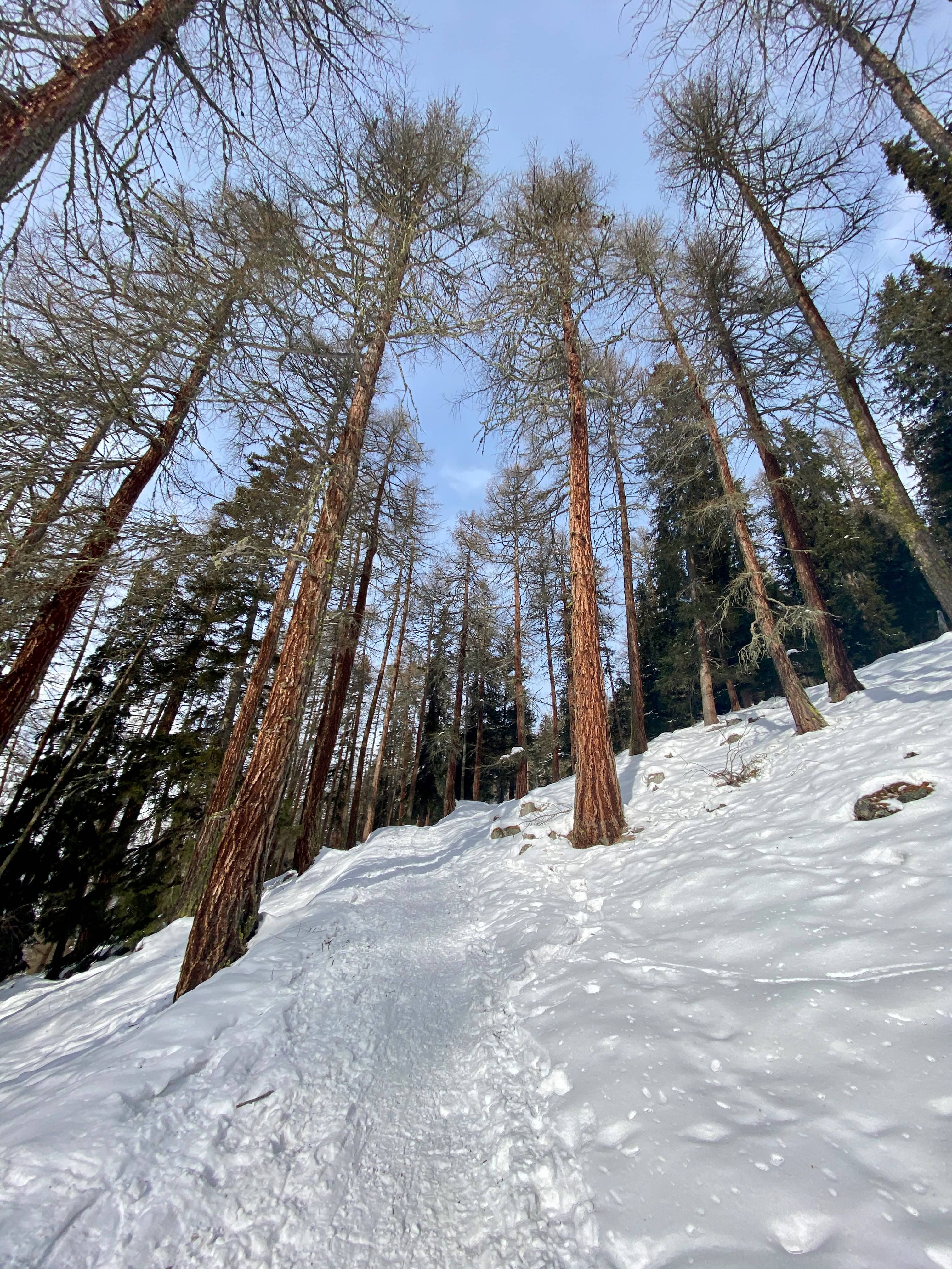 Aufstieg durch Arvenwälder zur Alp Sura