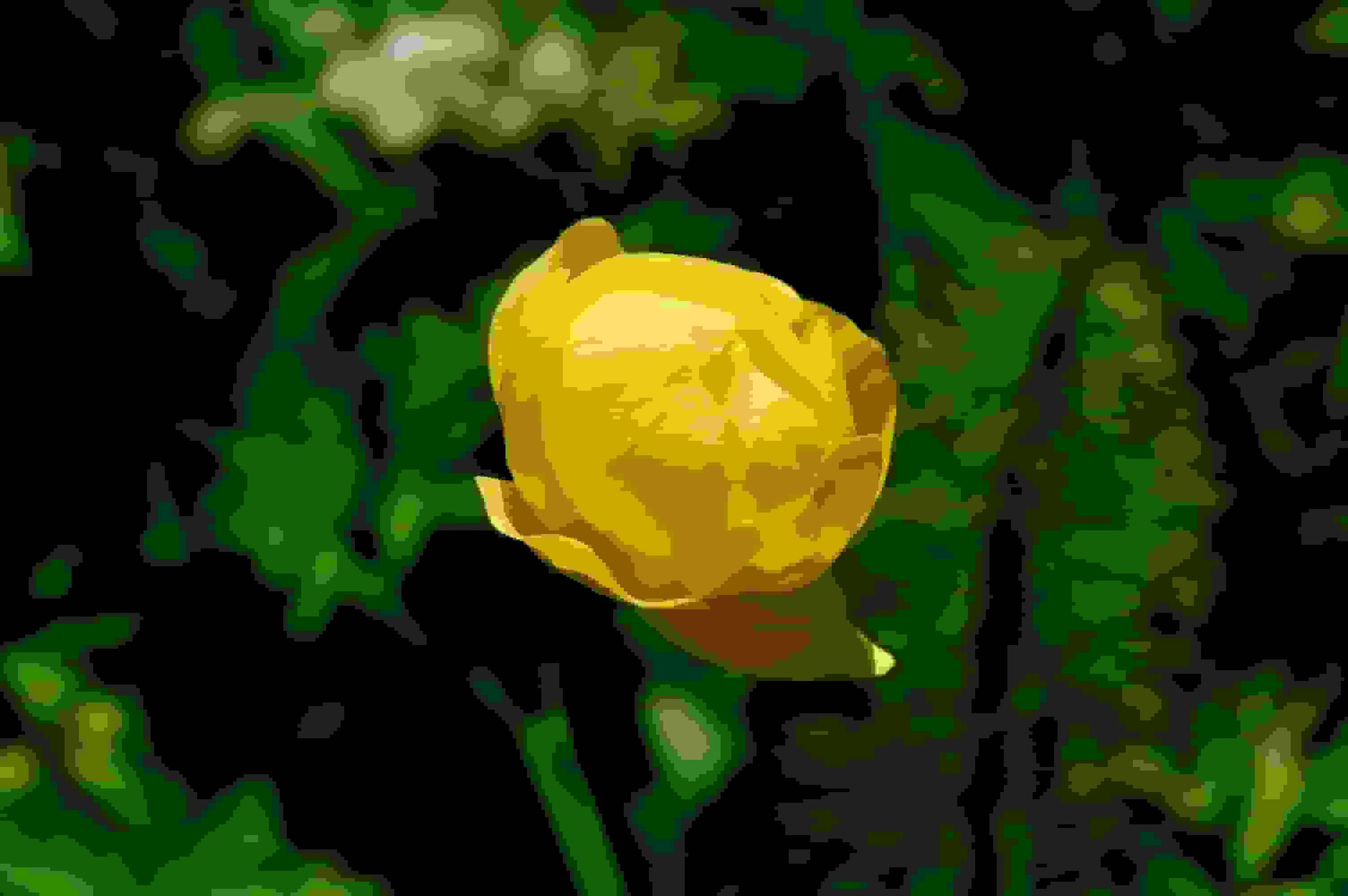 Ankeballe (Trollblume)