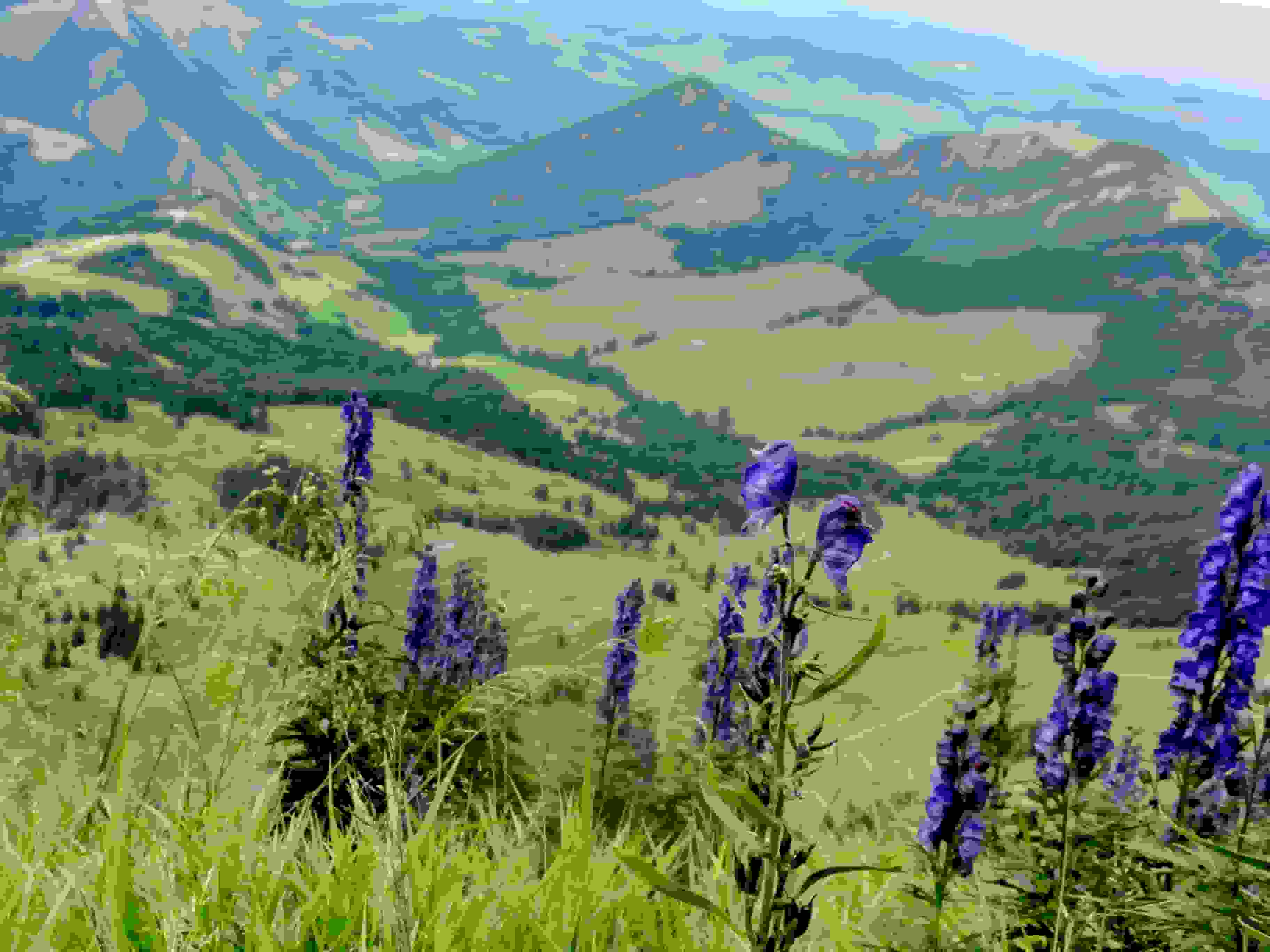 Botanik auf der Chammhaldenroute