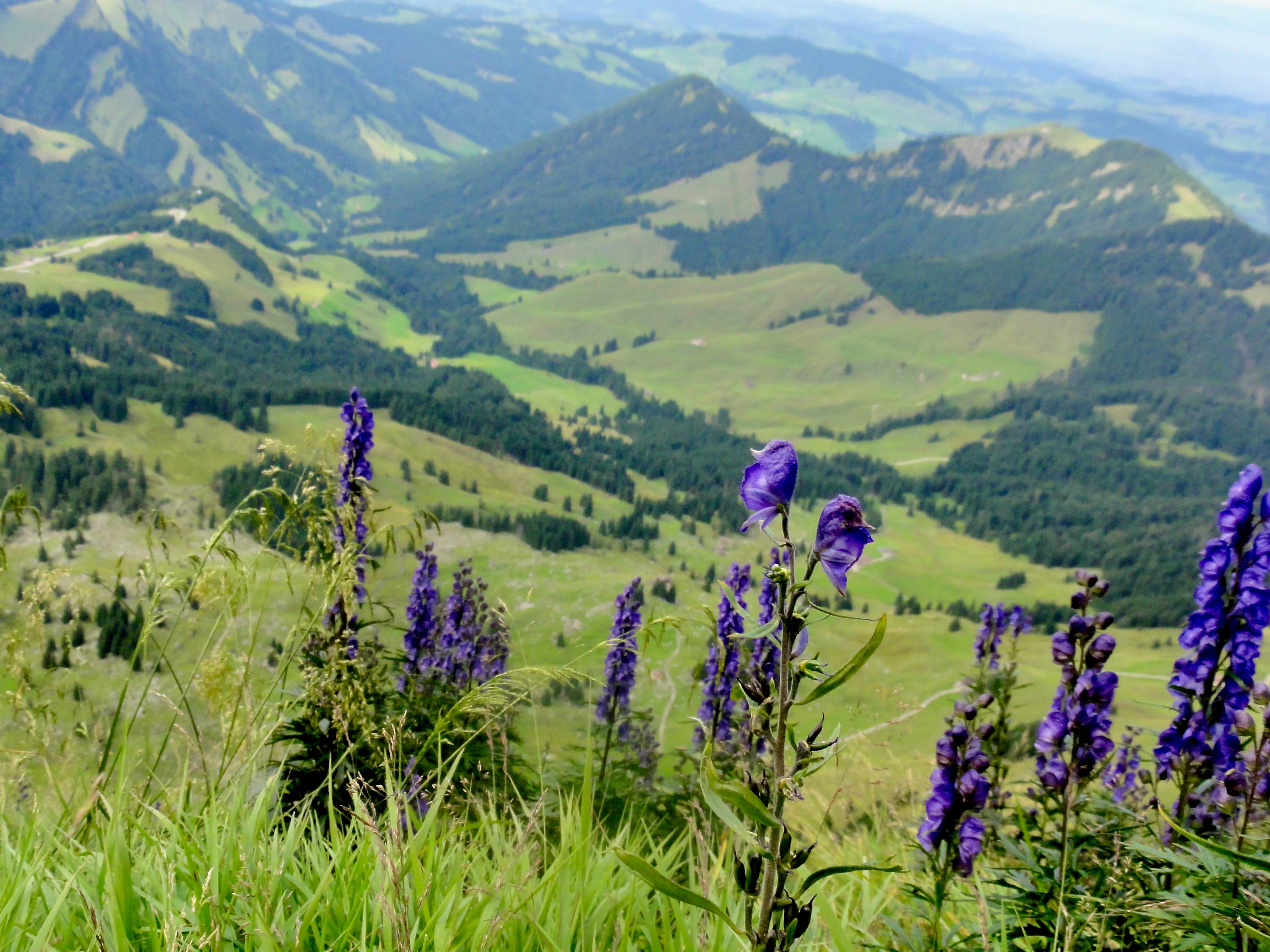 Botanik auf der Chammhaldenroute
