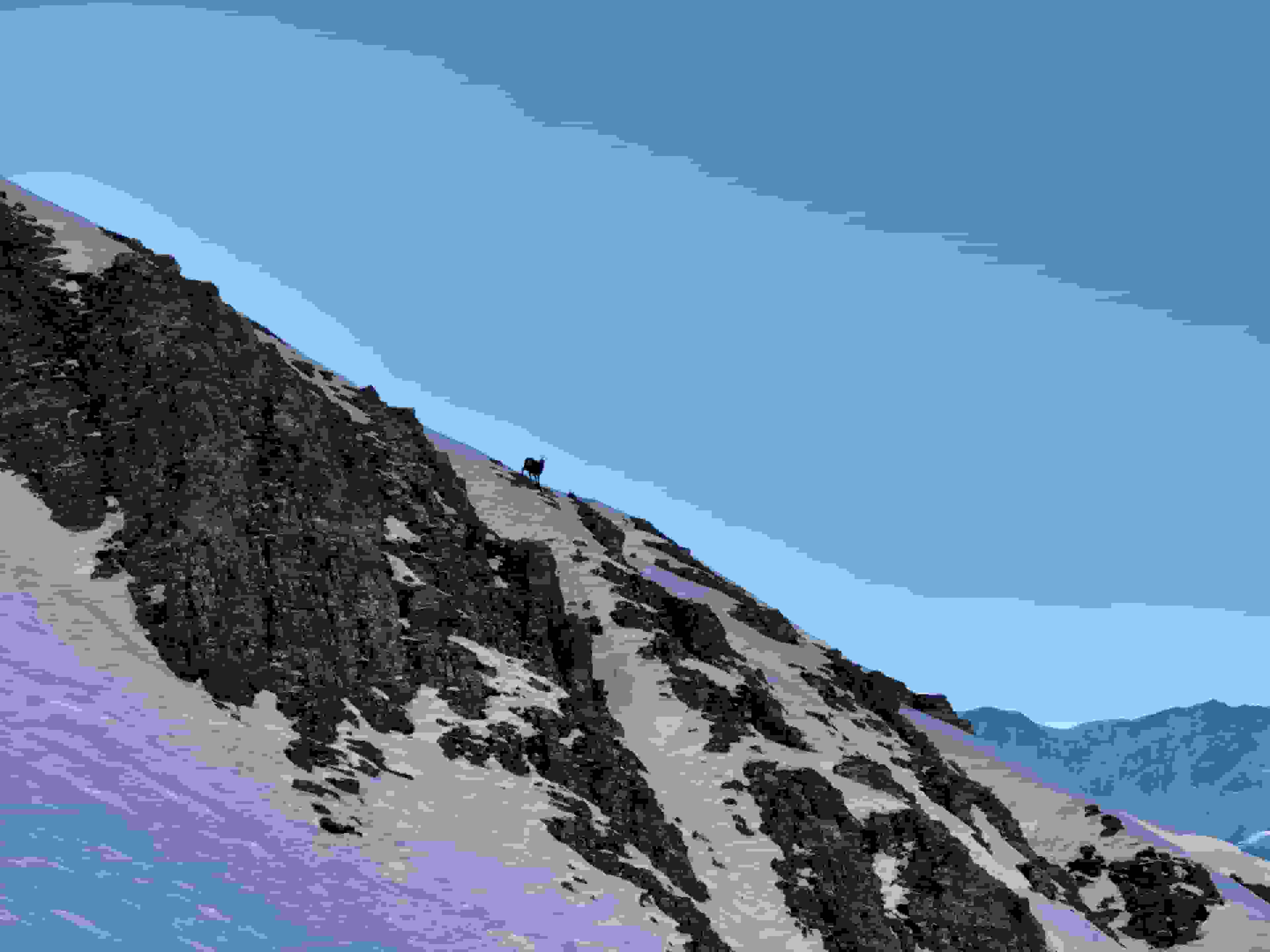 Eine Gämse beobachtet uns