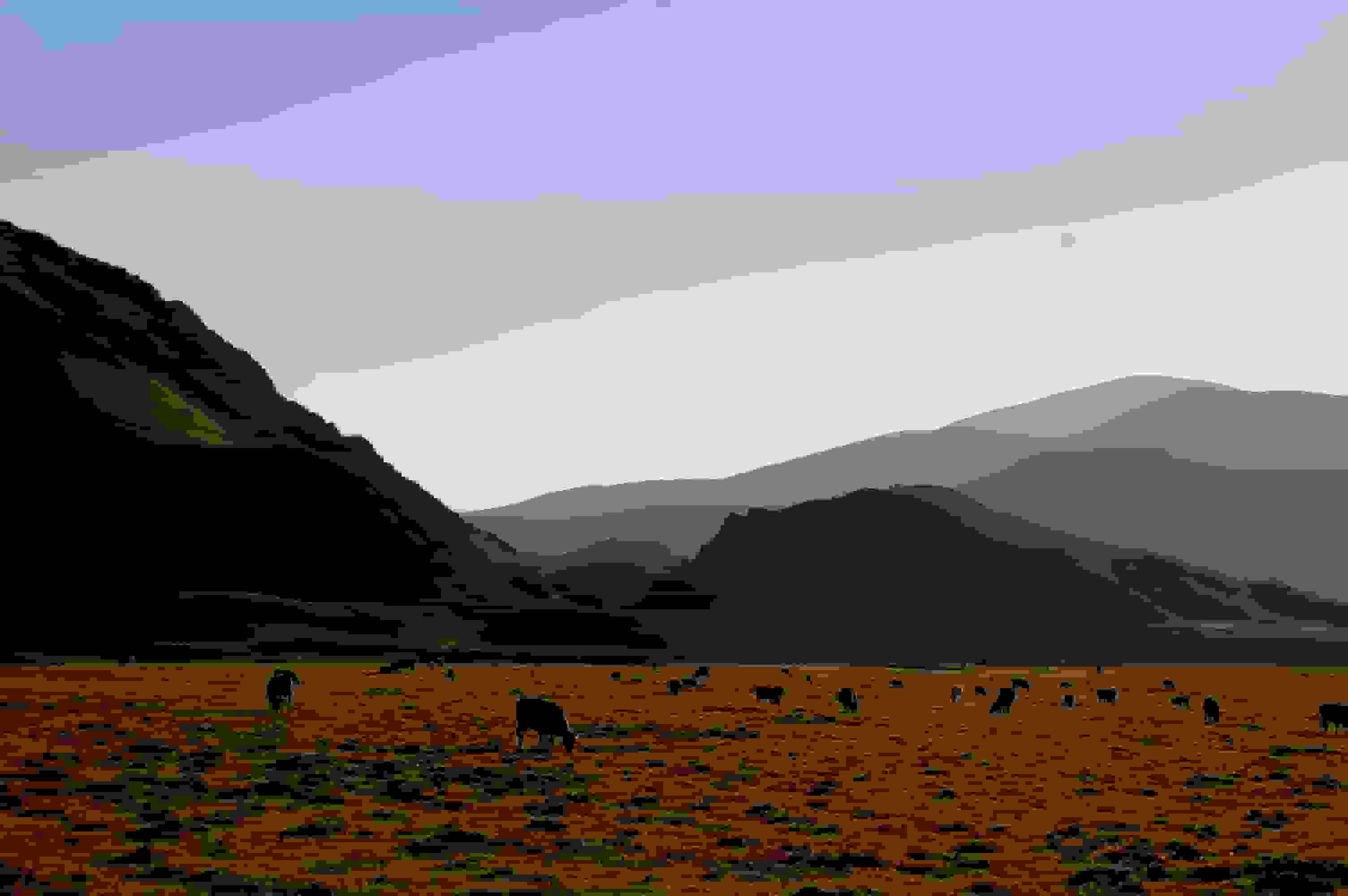 Gemütlich grasen die Kühe auf der Ebene vor dem Base Camp