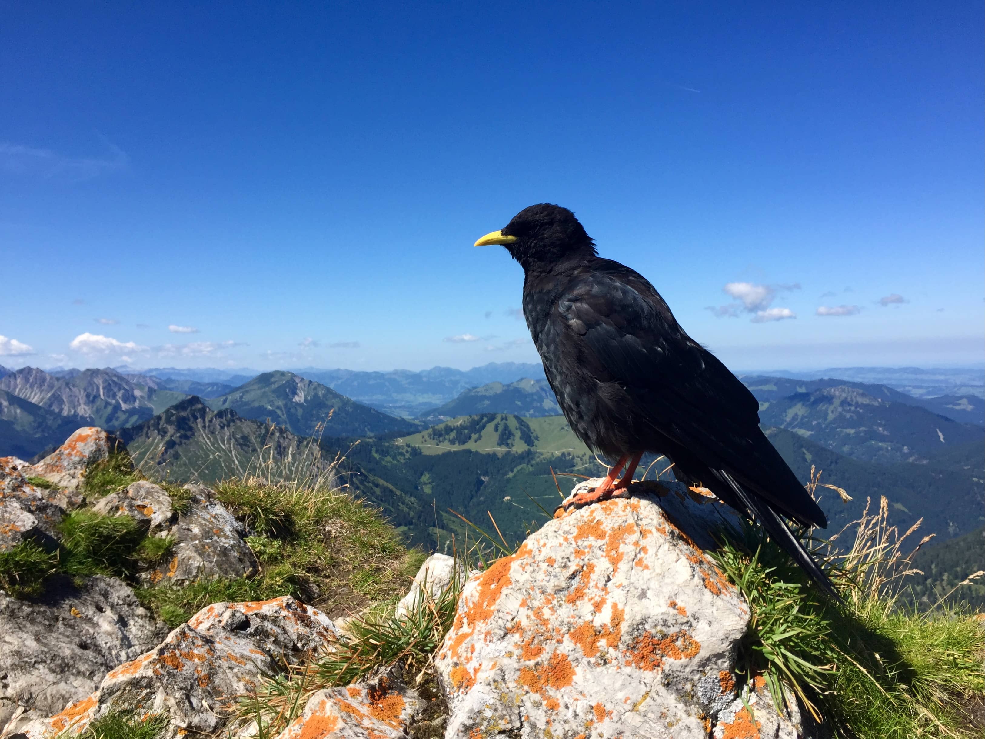 Wegen der vielen Wanderer sind die Bergdohlen hier fast handzahm
