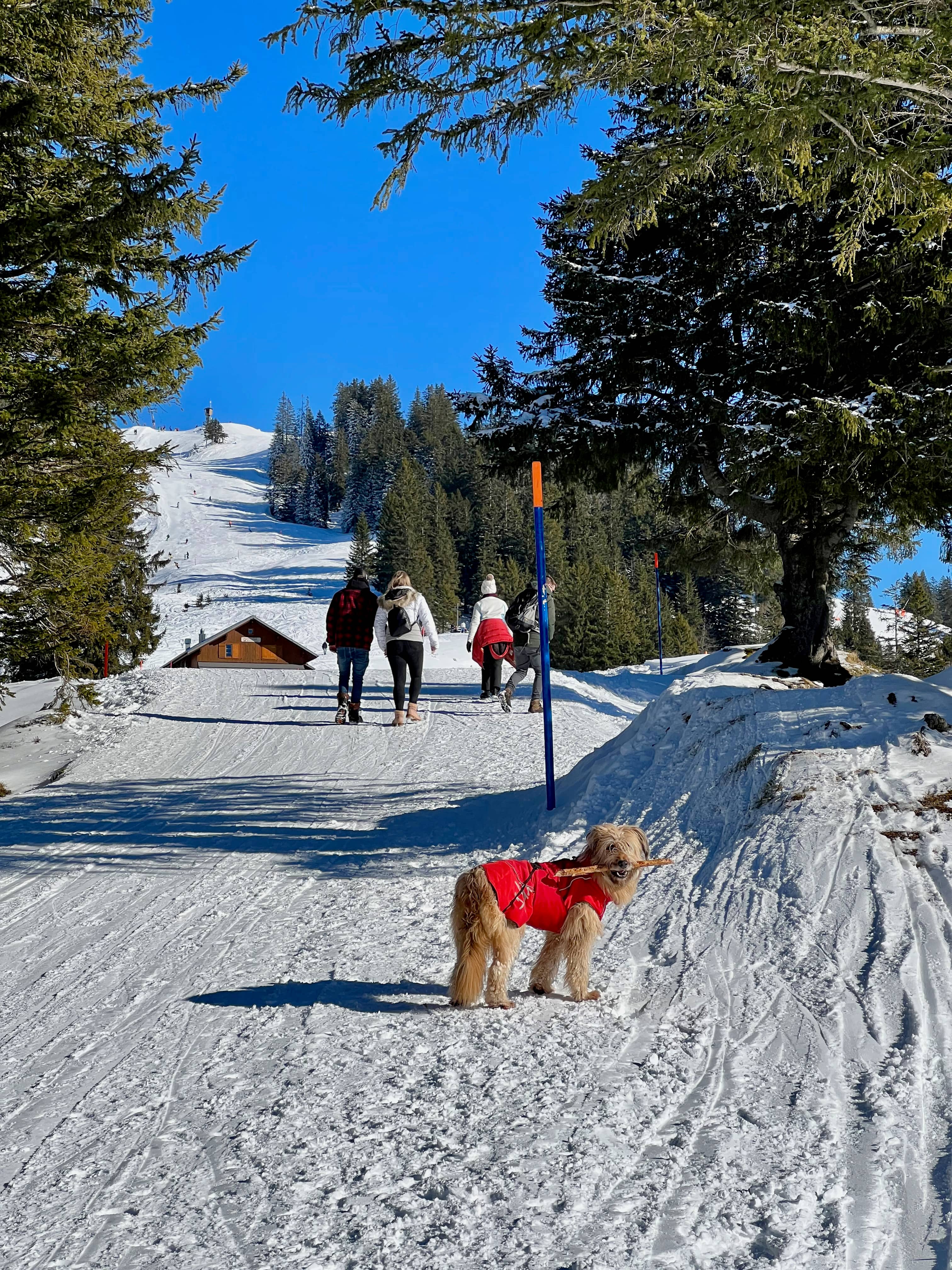Müsliegg - hier folgt man dem Winterwanderweg