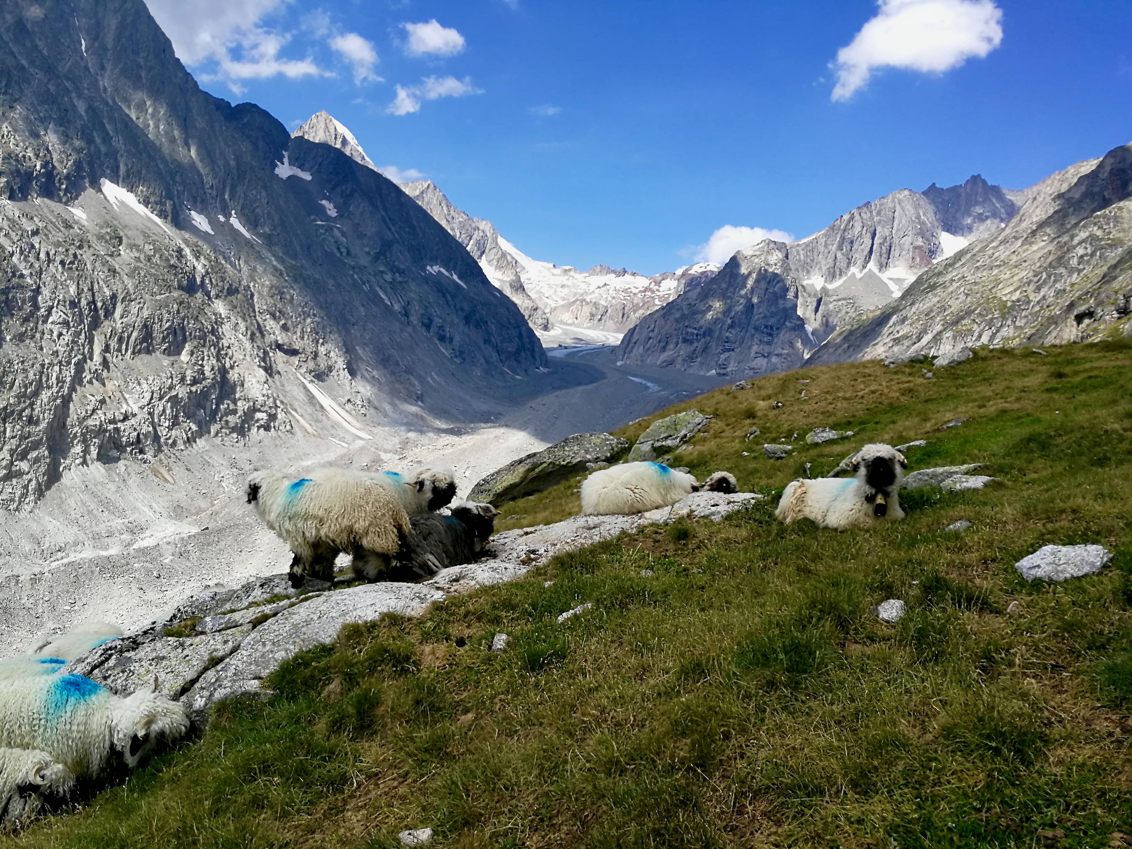 Schwarznasenschafe (Foto: Ricky)