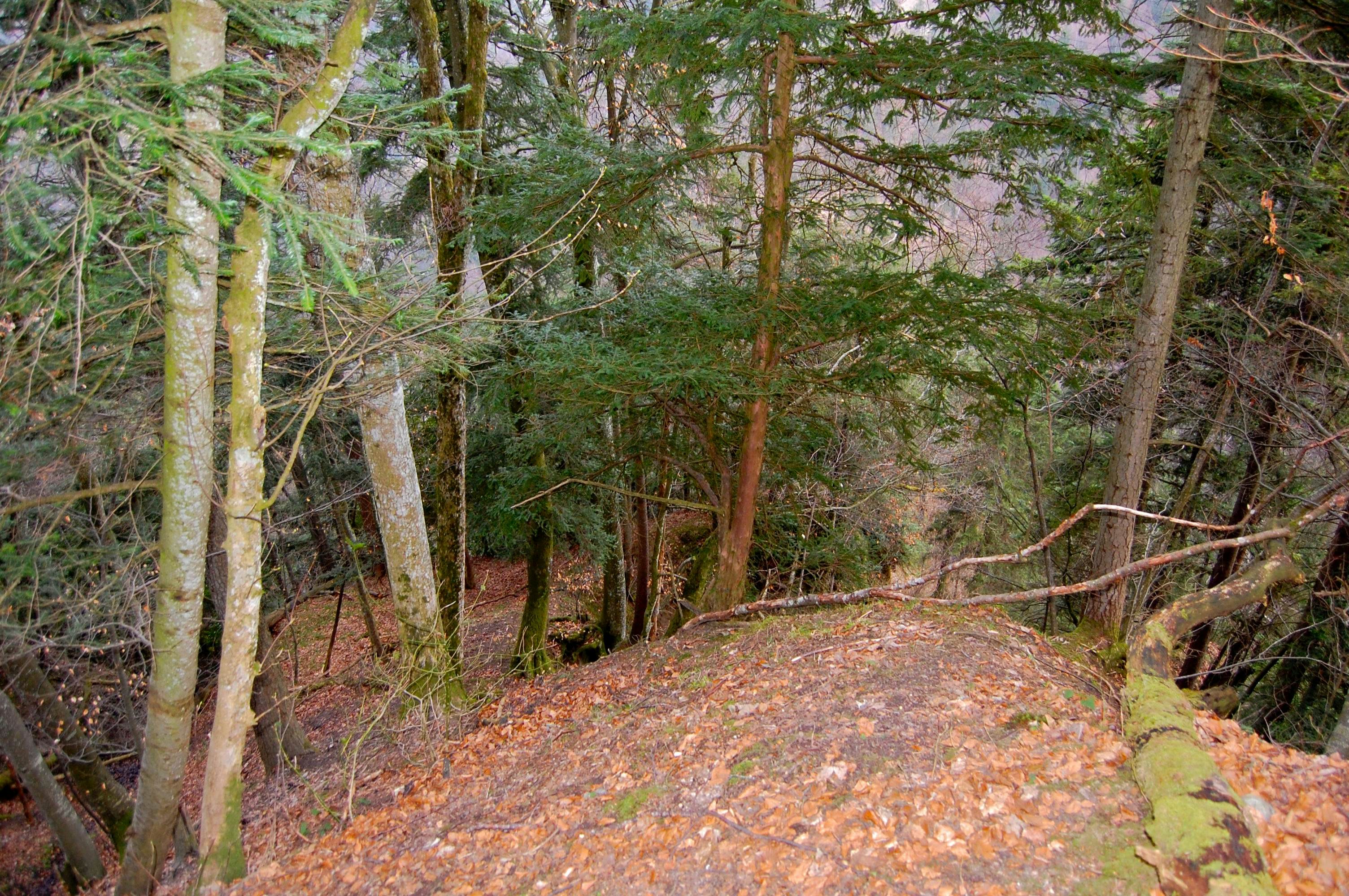 Steiler Aufstieg durch den Wald