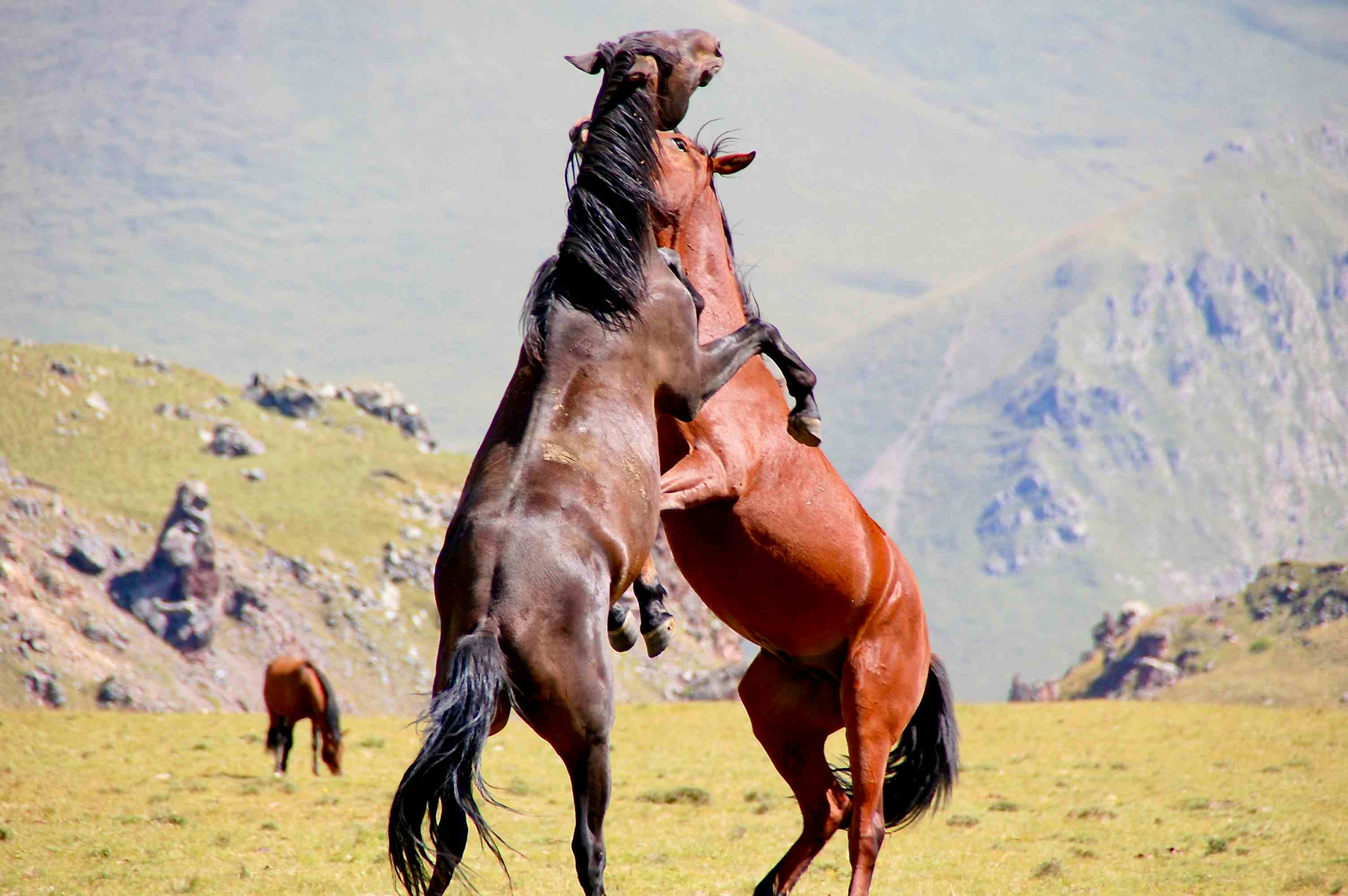 Zwei Pferde beim Spielen