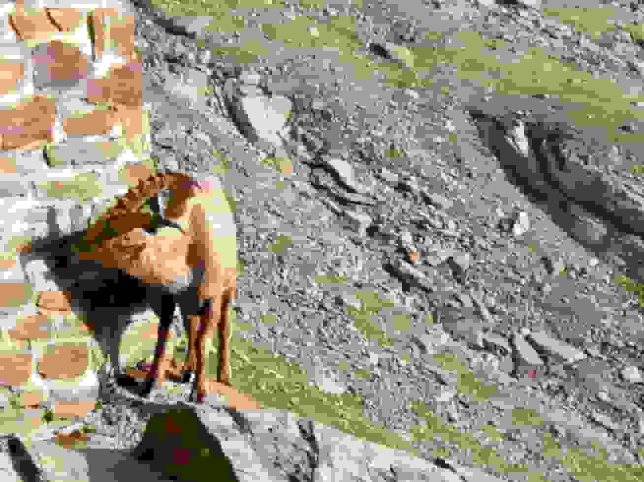 Ein Steinbock bei der Weissmieshütte. Die Hausmauer scheint besonders lecker zu sein