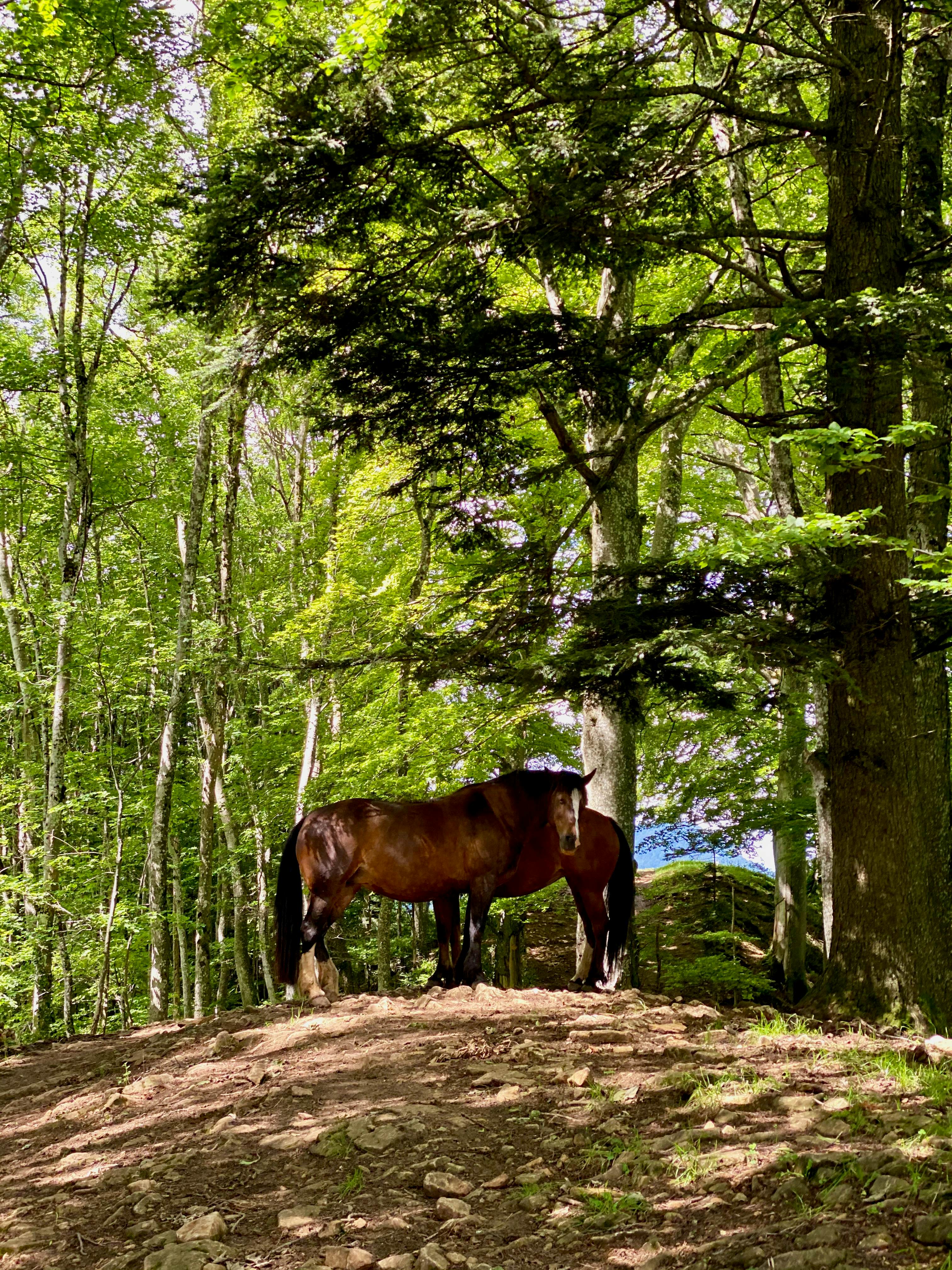Pferde suchen sich Schatten im Wald