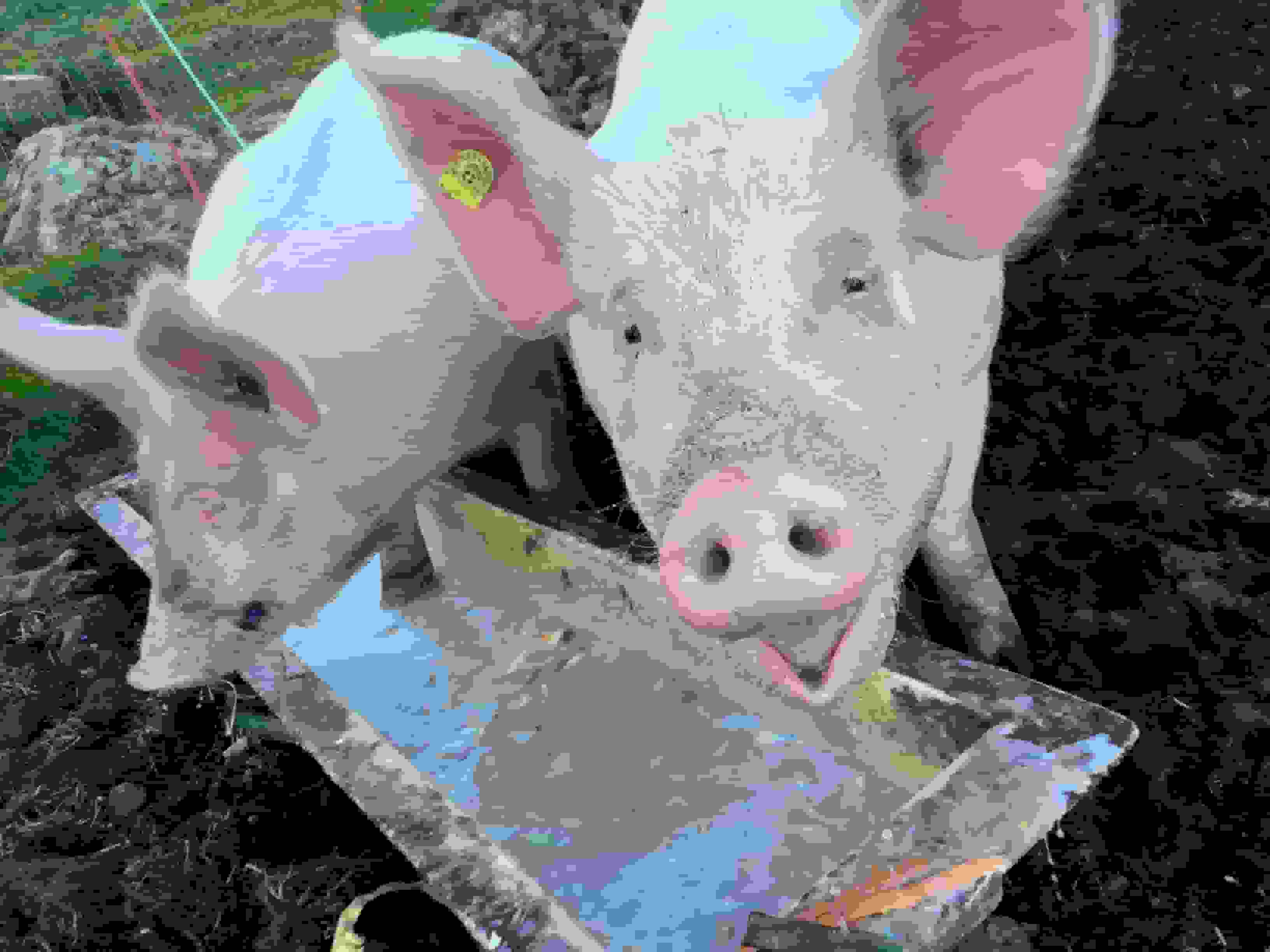 Glückliche Schweine