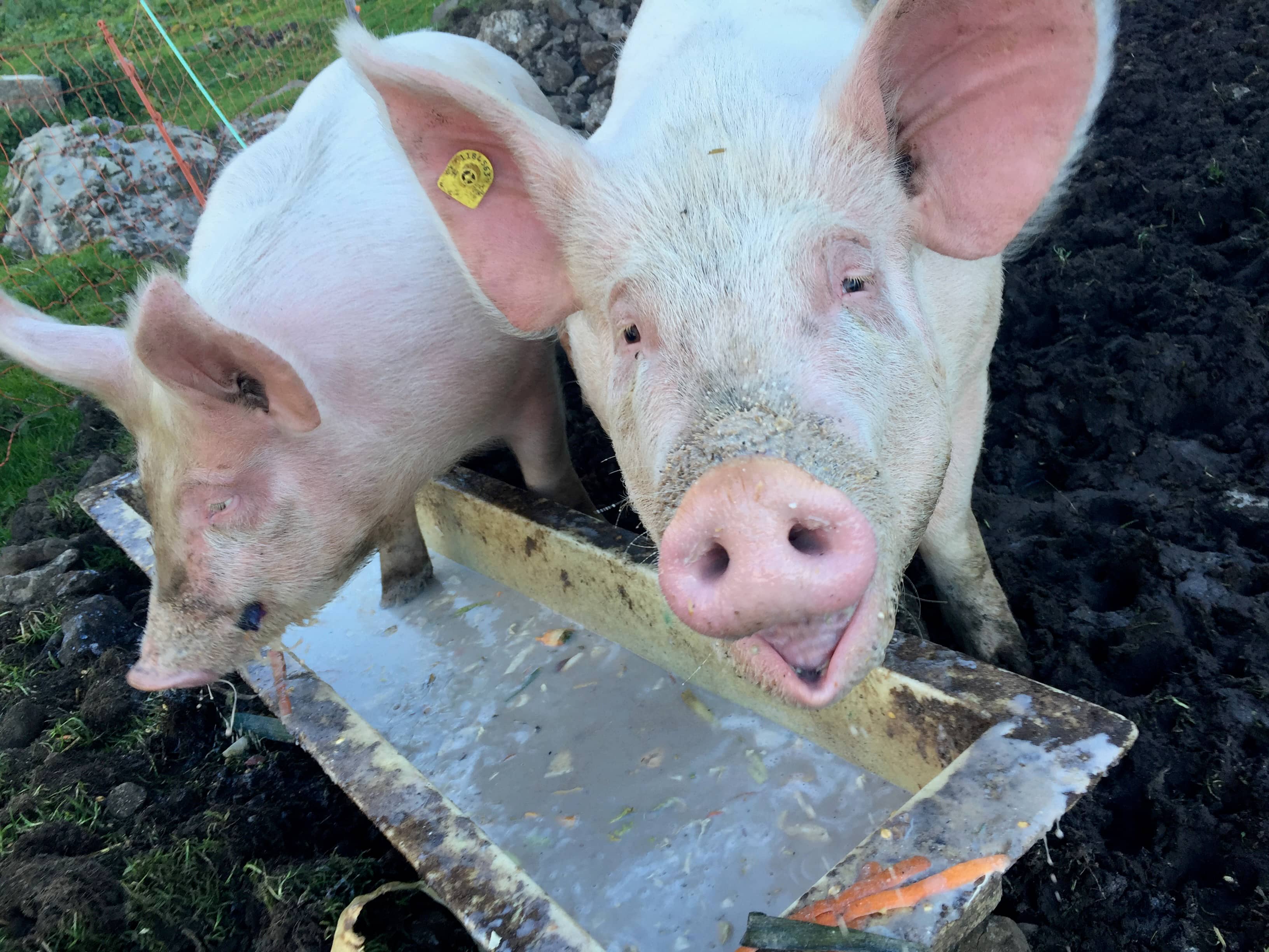 Glückliche Schweine