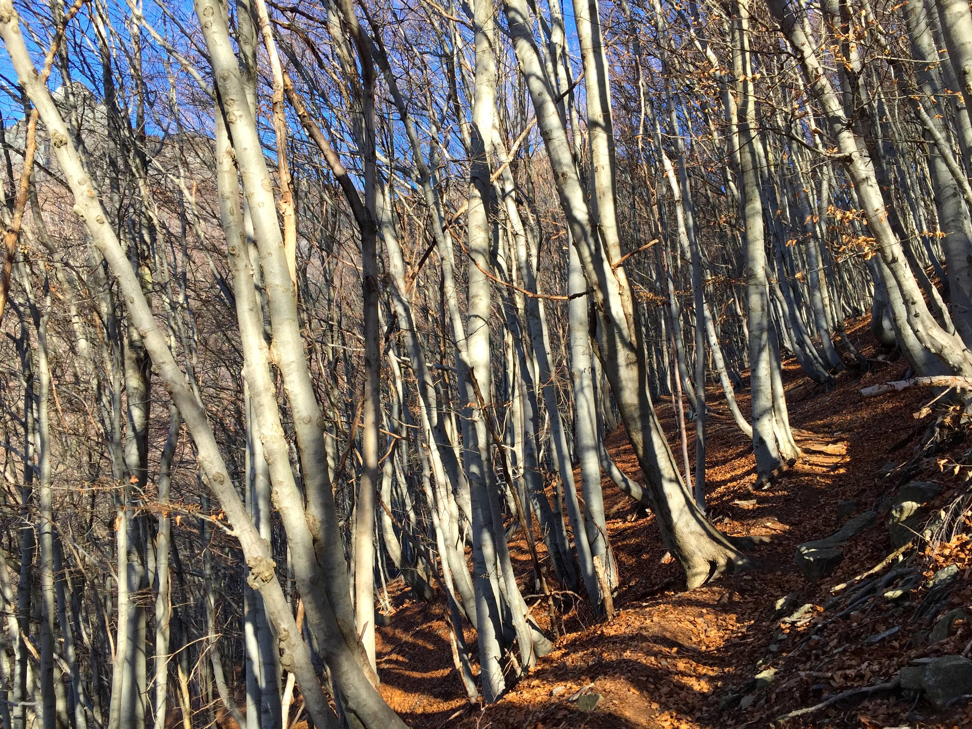 Ich sehe vor lauter Bäumen den Wald kaum mehr