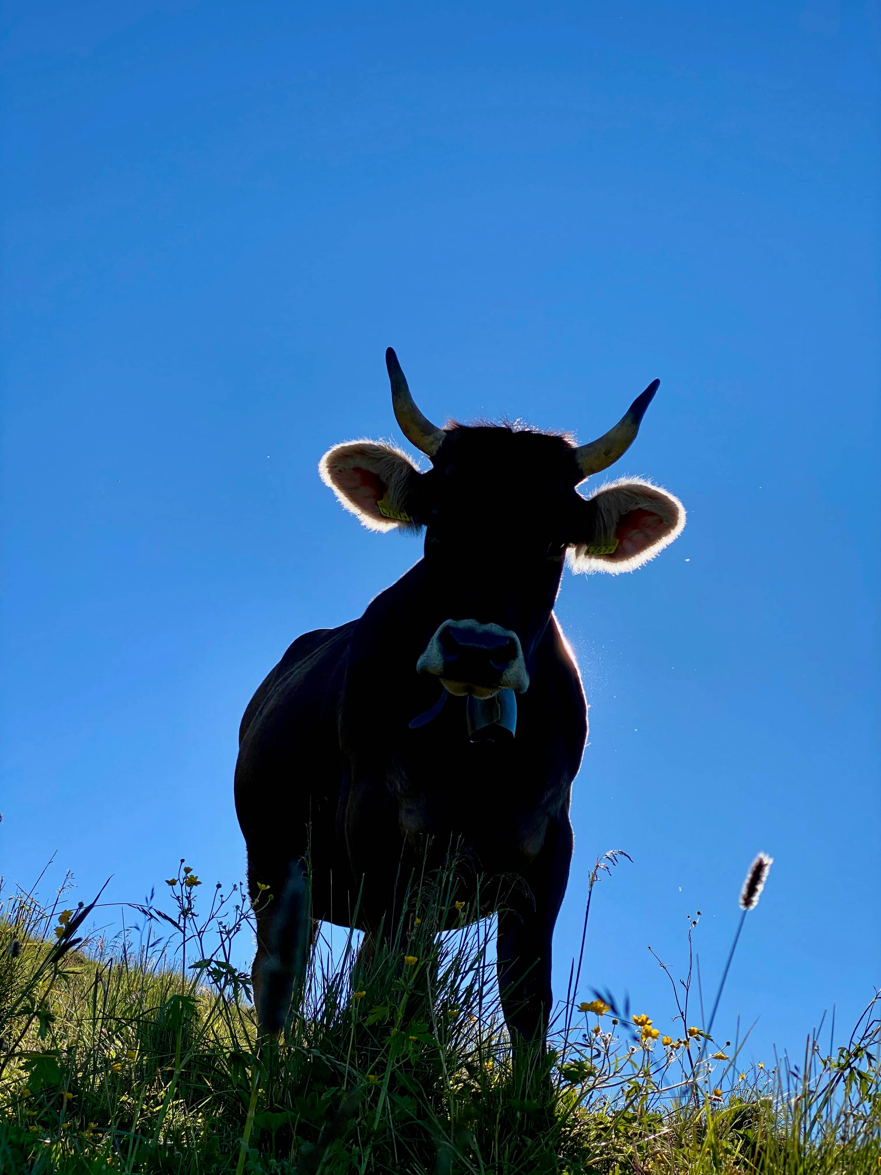 Neugierige Kuh