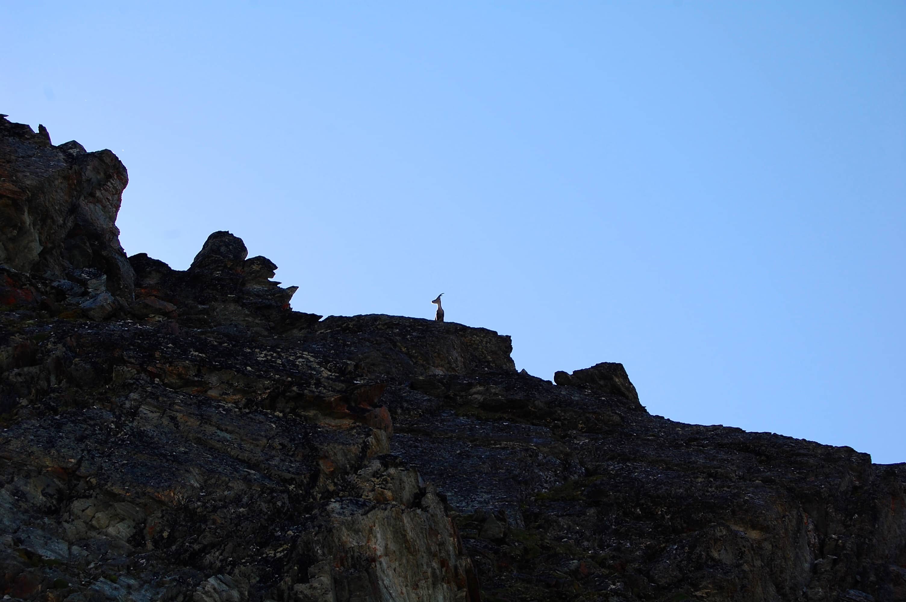 Eine Steinziege am SSW-Grat des Diablons