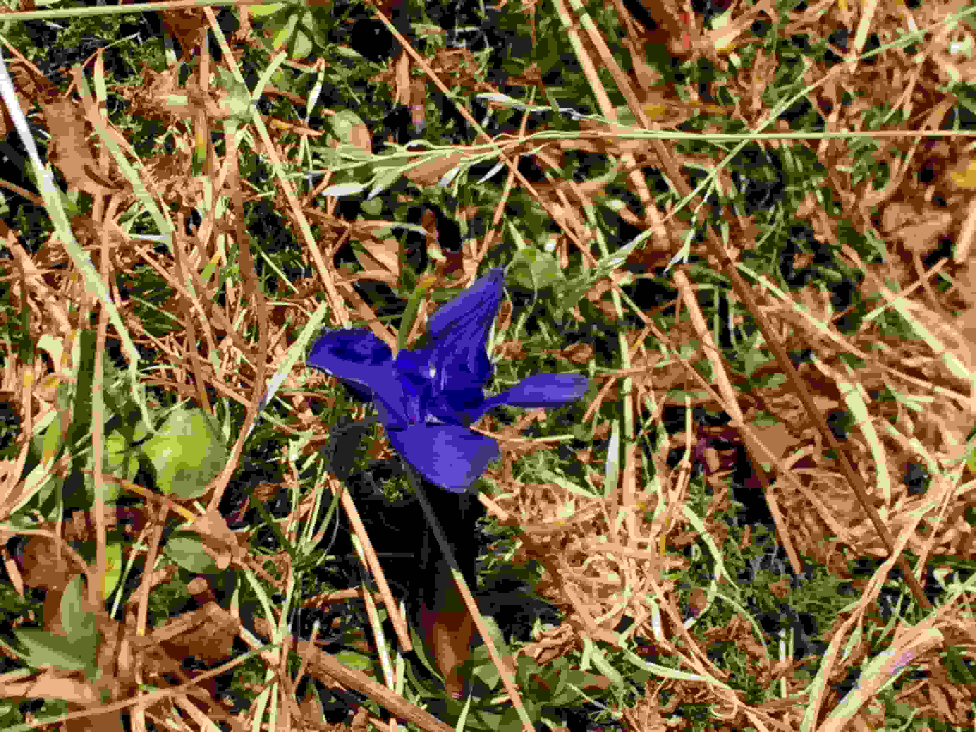 Enzian an Weihnachten