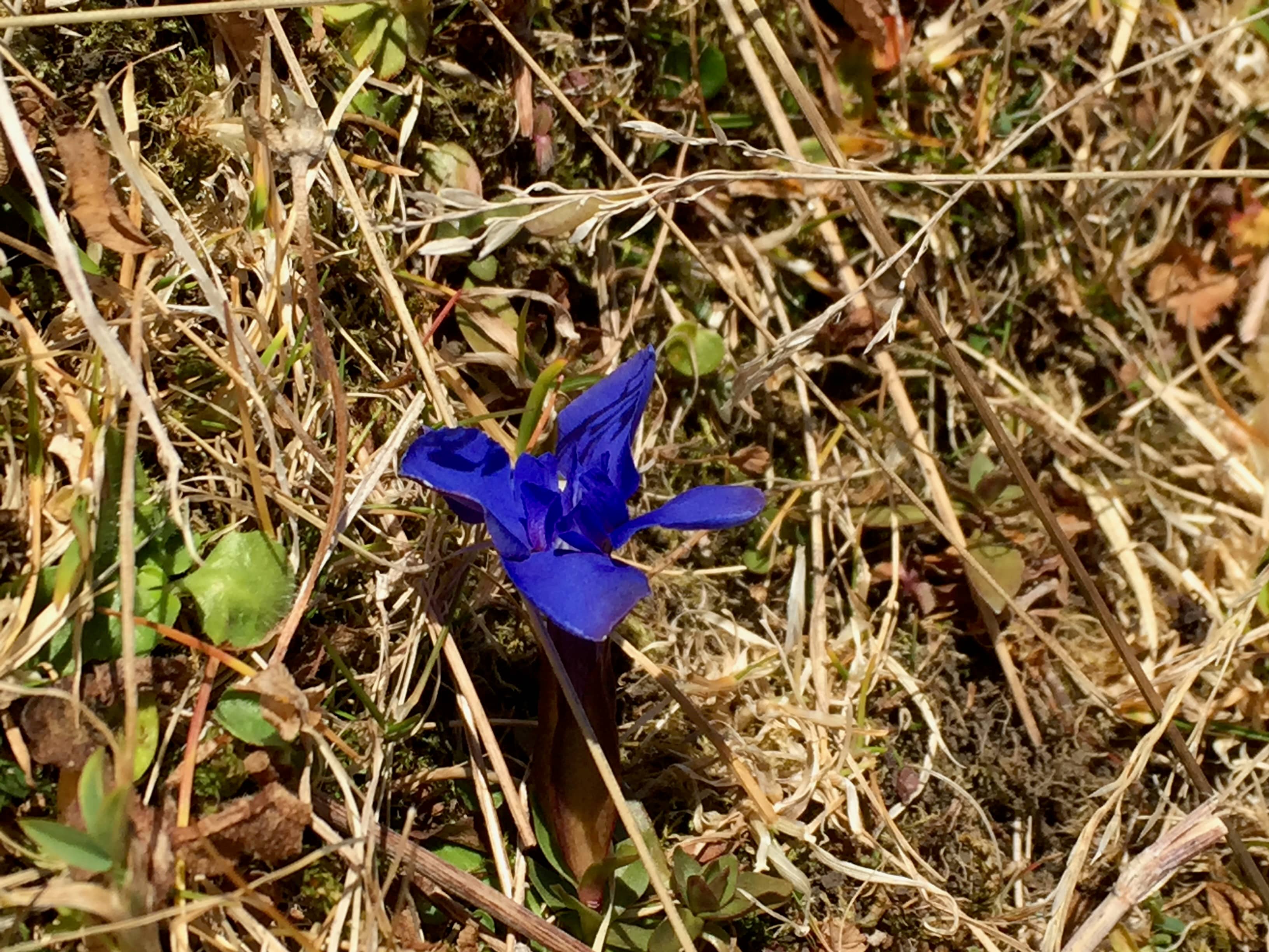 Enzian an Weihnachten