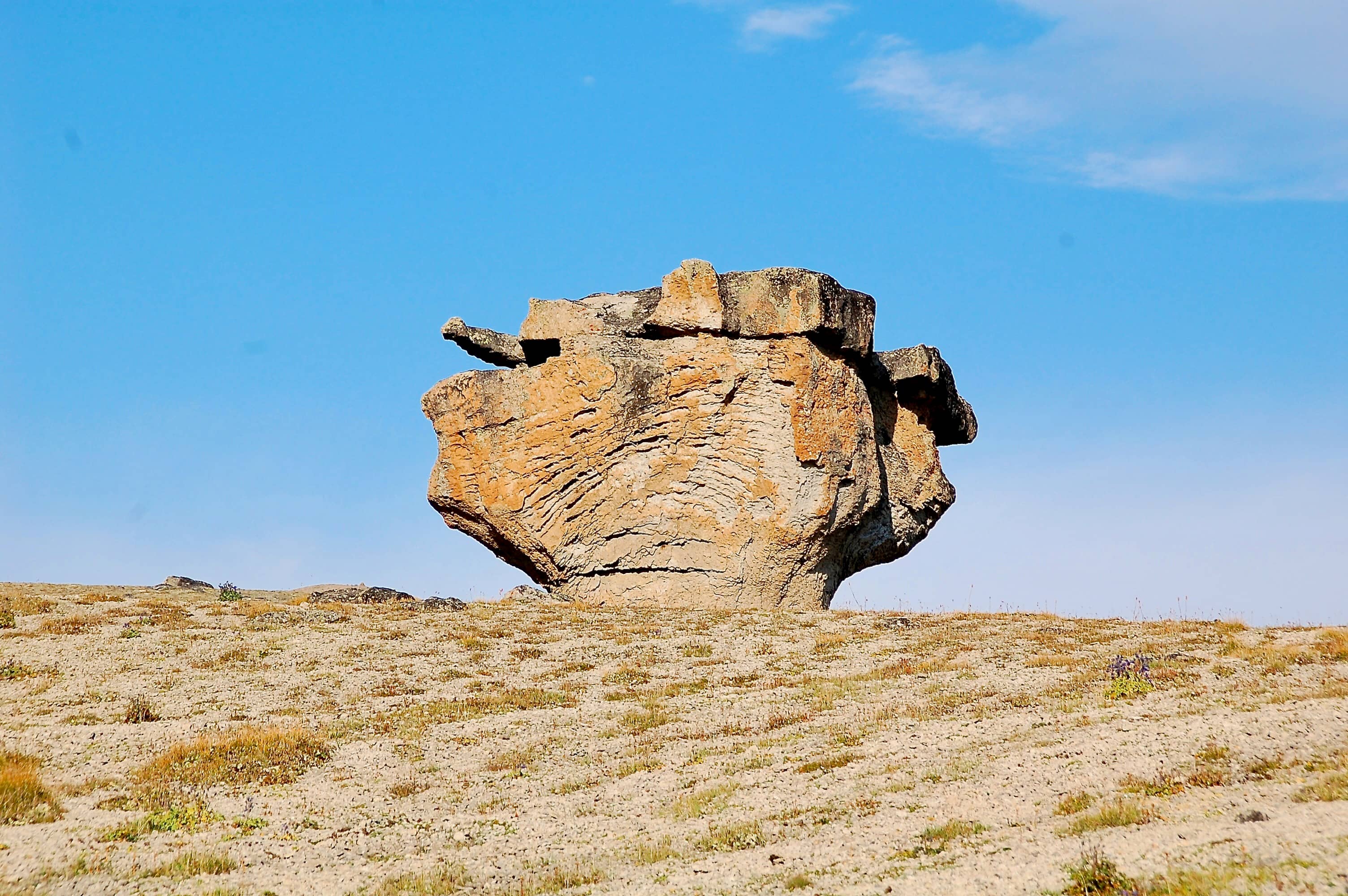 Einer der Steinpilze. Leider ungeniessbar.