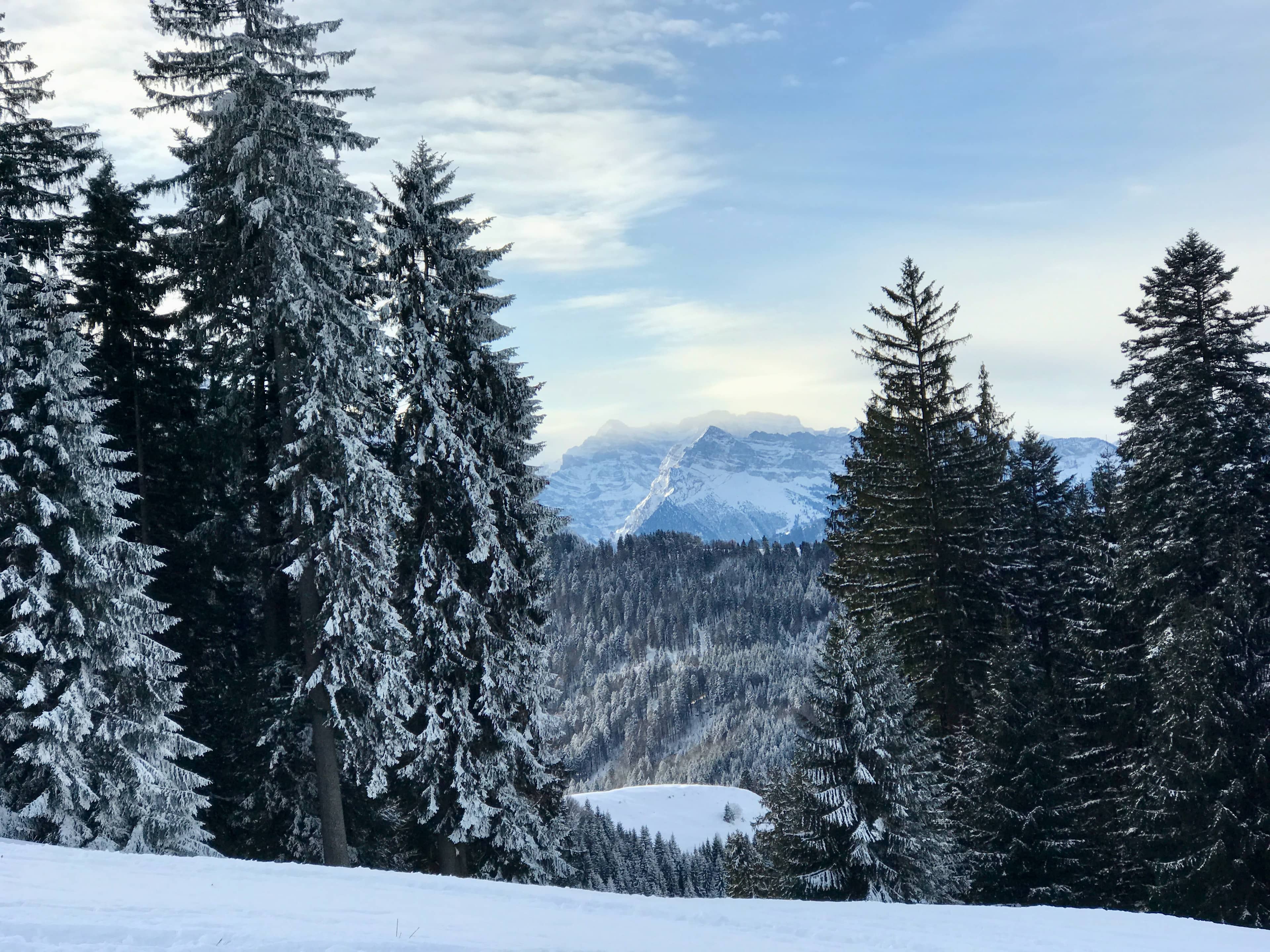 Zwischen den Tannen sehen wir den Glärnisch