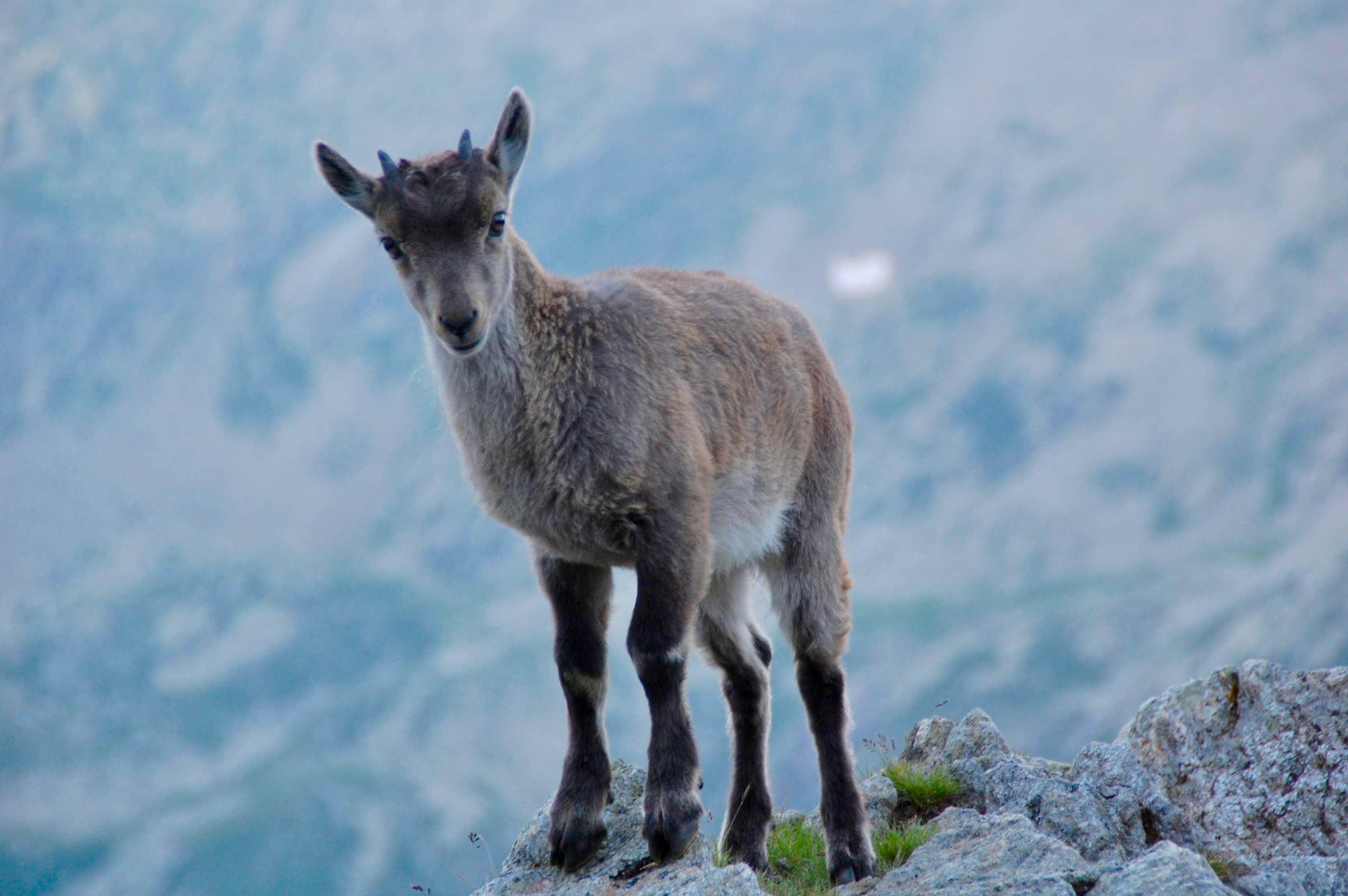 Aufmerksam und scheu